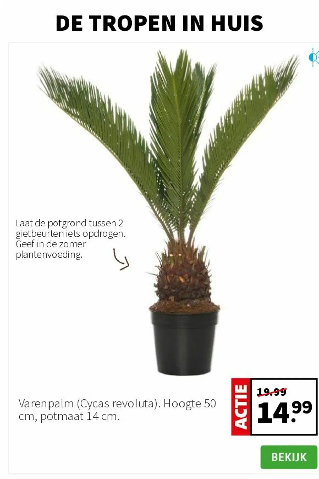 Intratuin van 12 mei tot 18 mei 2025 - Folder pagina 2