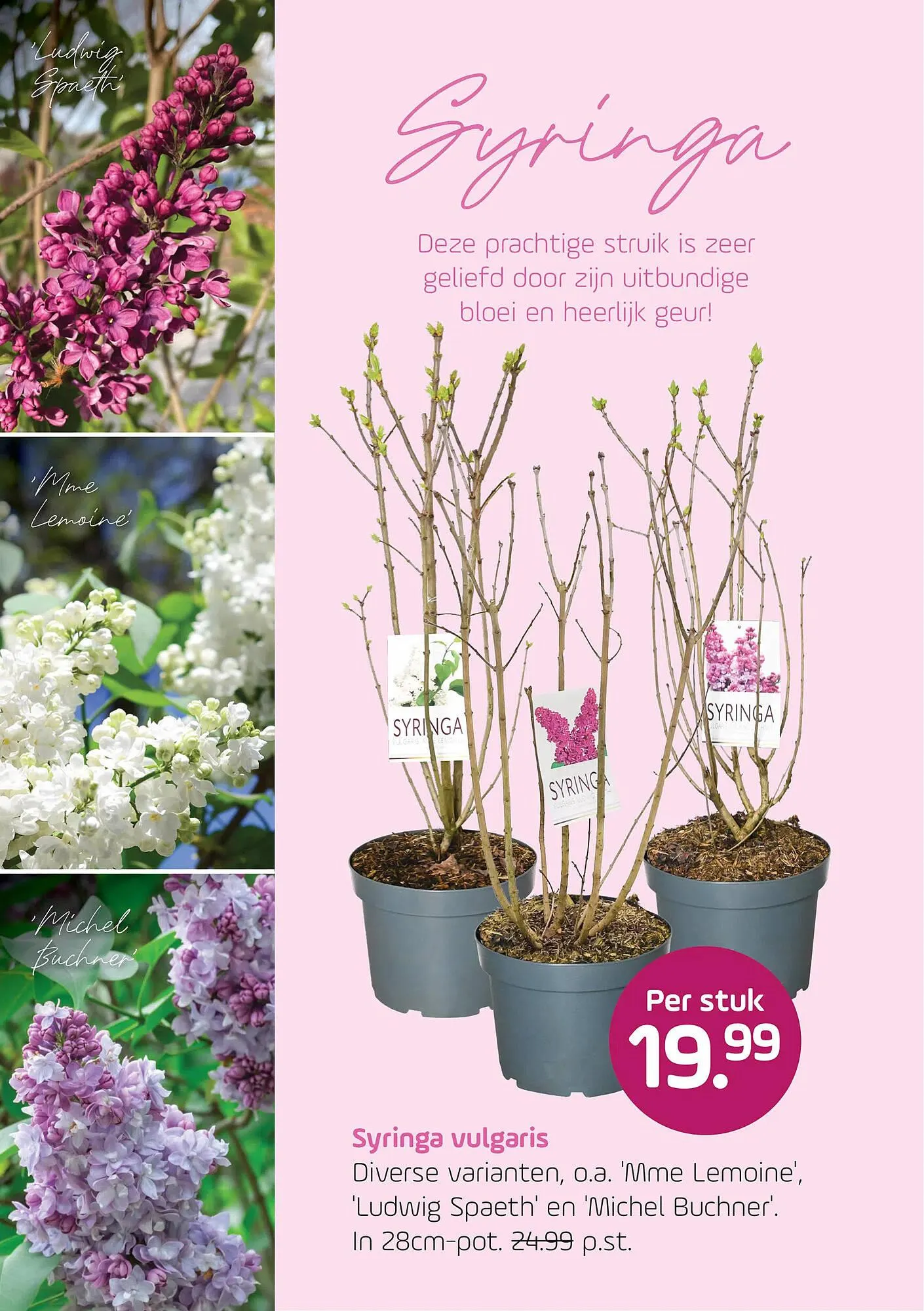 Coppelmans folder van 1 april tot 12 april 2026 - Folder pagina 8