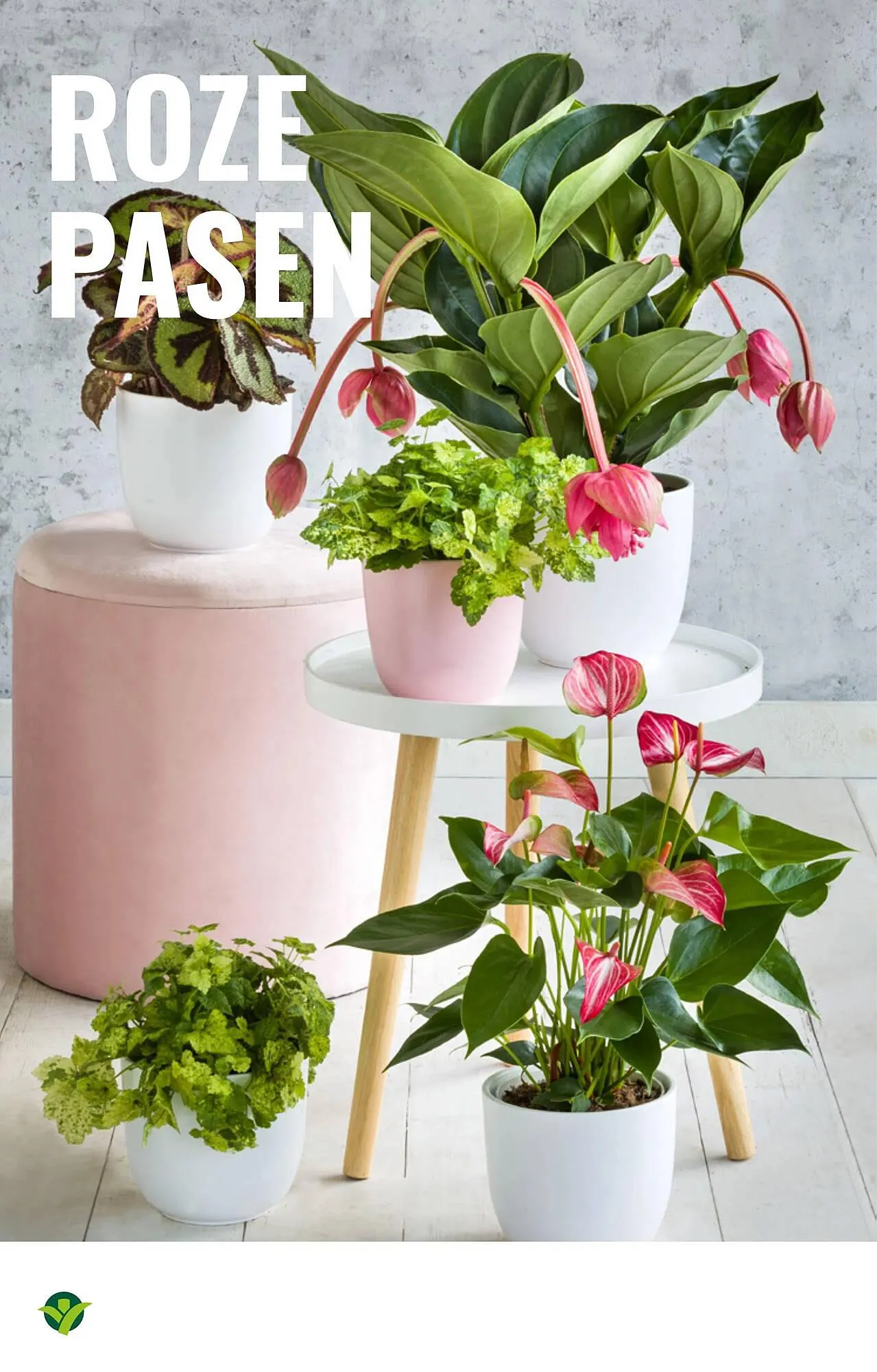 GroenRijk folder van 16 april tot 29 april 2025 - Folder pagina 16