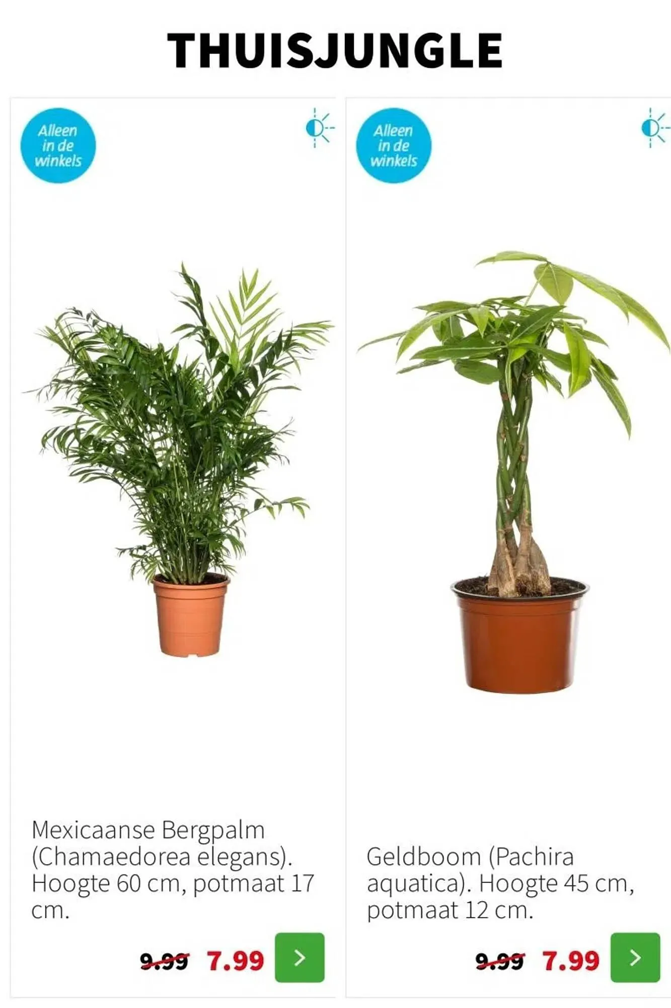 Intratuin folder van 22 december tot 28 december 2025 - Folder pagina 3