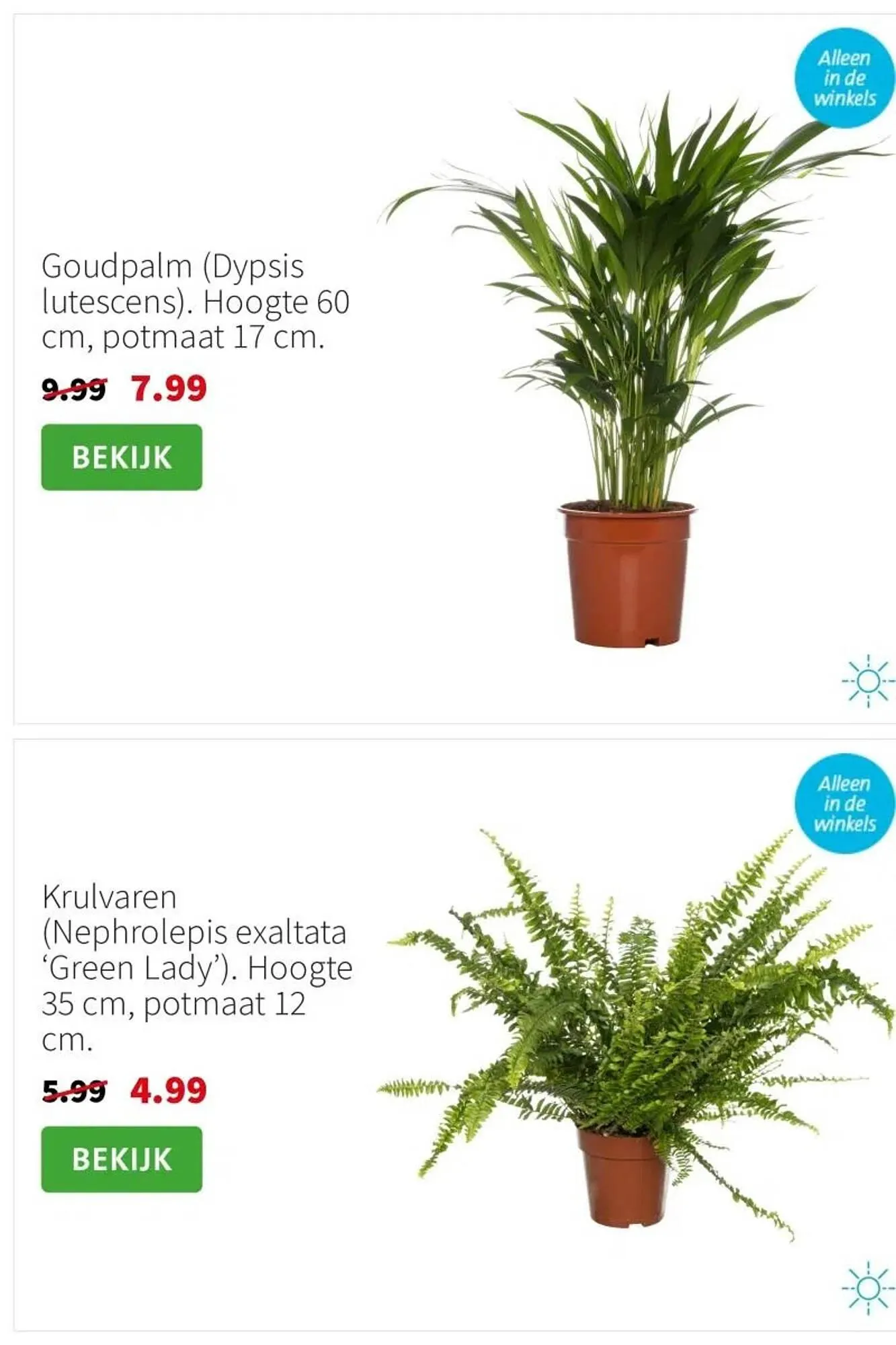 Intratuin folder van 2 februari tot 8 februari 2026 - Folder pagina 3