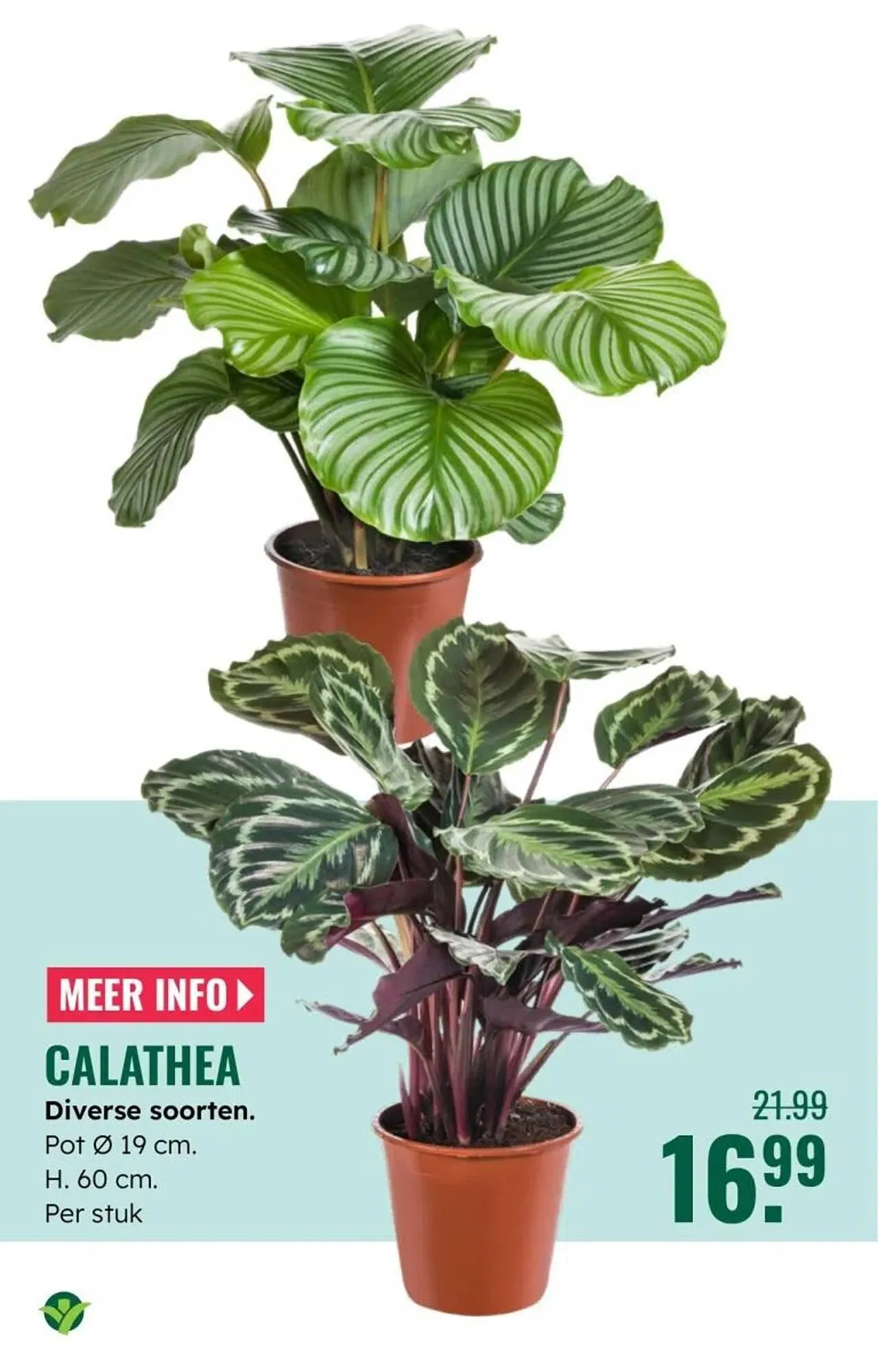 GroenRijk folder van 30 december tot 7 januari 2026 - Folder pagina 15