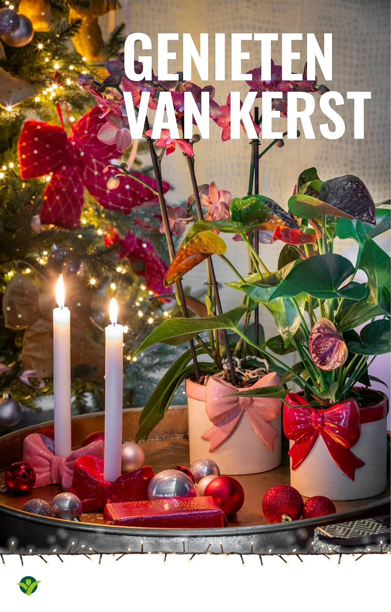 GroenRijk folder van 3 december tot 9 december 2025 - Folder pagina 11