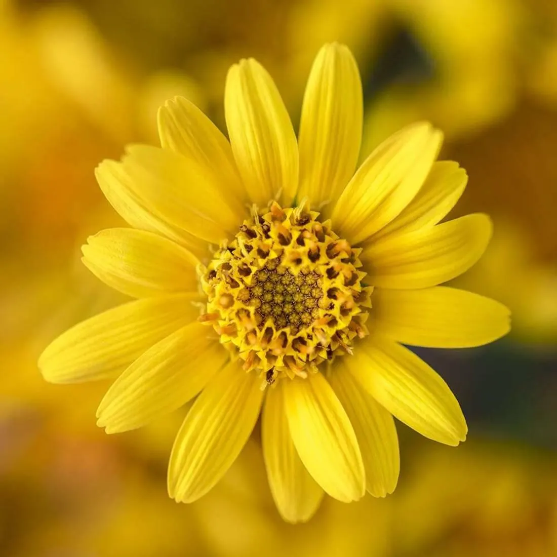 Crème Mains & Ongles Sublimatrice