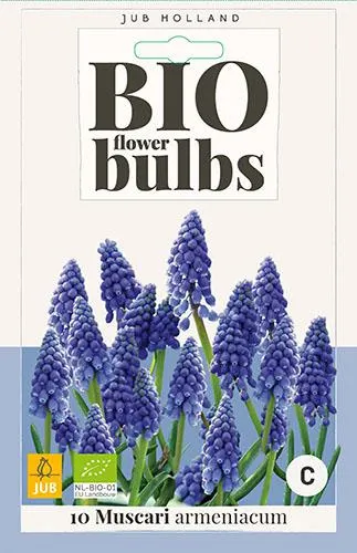10 Muscari armeniacum