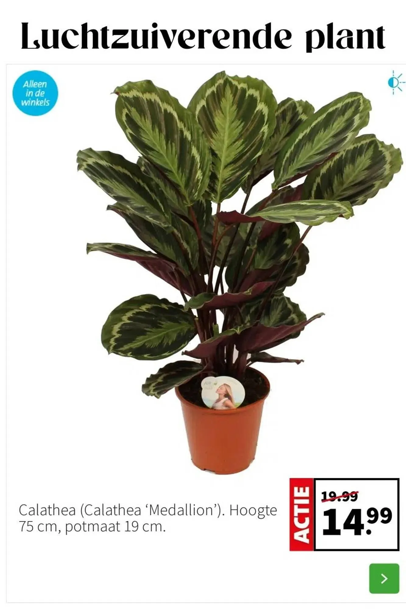 Intratuin folder van 2 februari tot 8 februari 2026 - Folder pagina 2