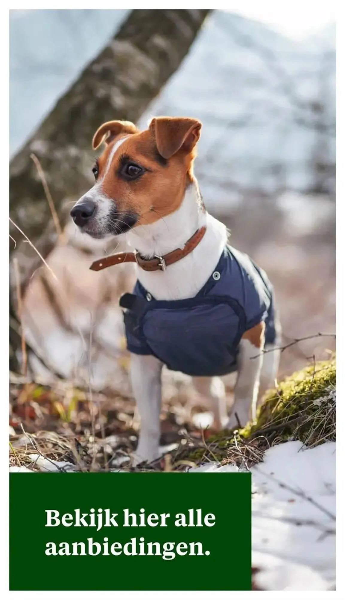 Welkoop folder van 27 november tot 10 december 2023 - Folder pagina 41