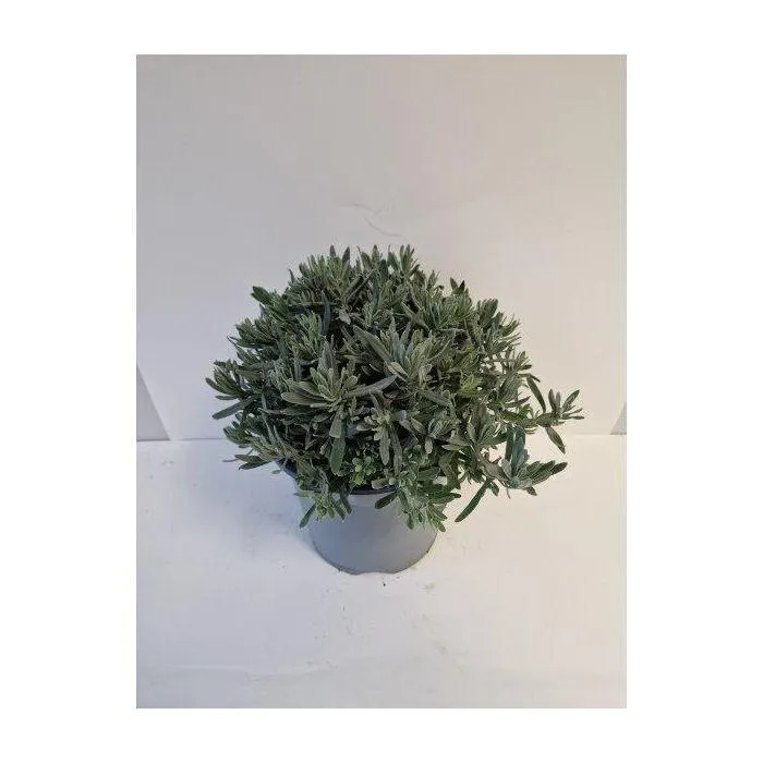 Lavendel
