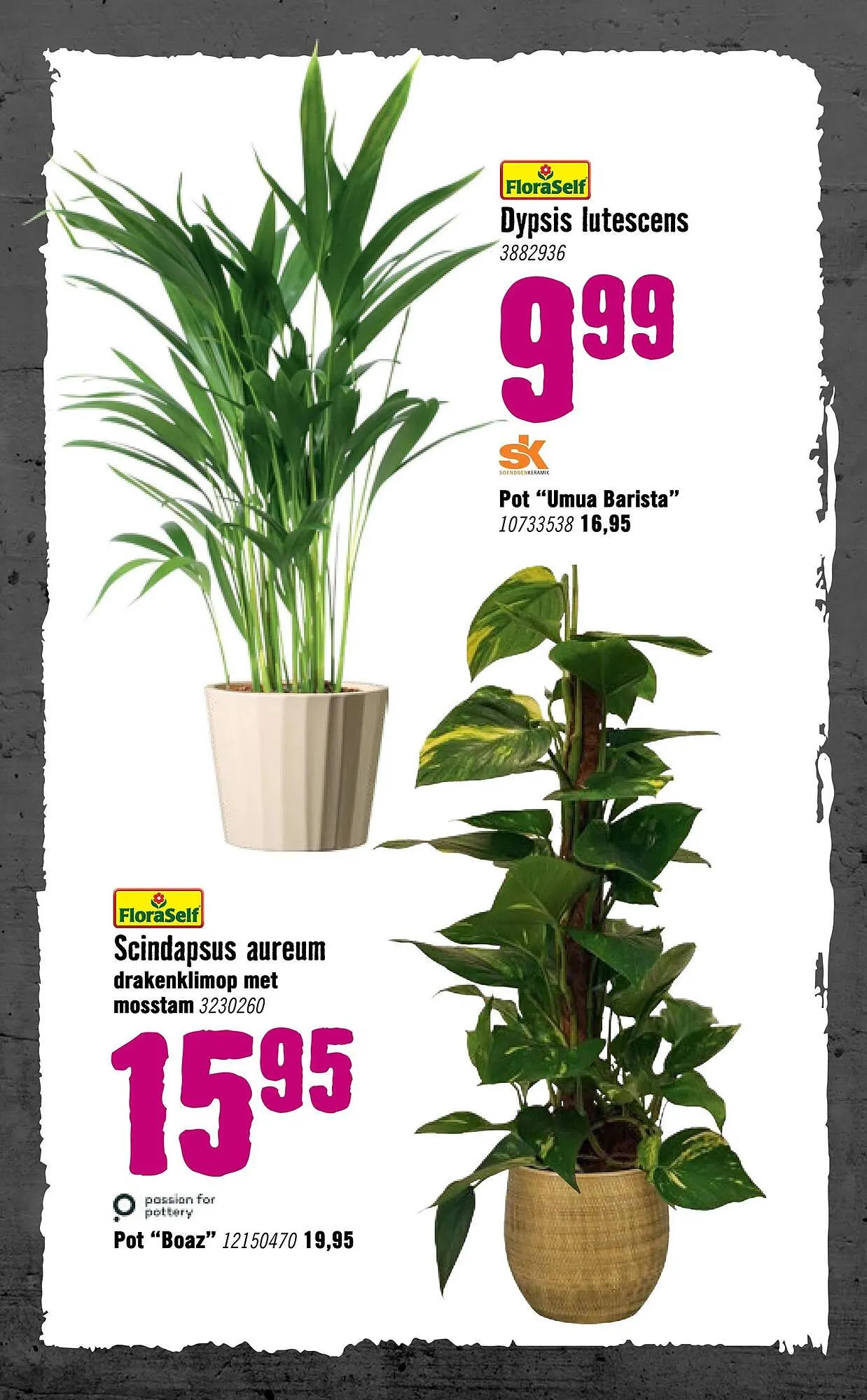 Hornbach folder van 5 januari tot 8 februari 2026 - Folder pagina 81