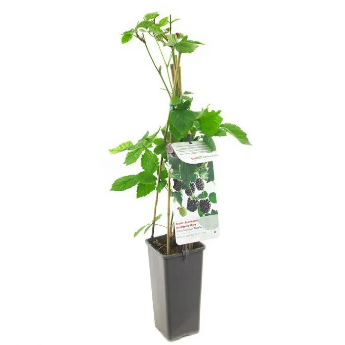 Rubus fruticosus Navaho