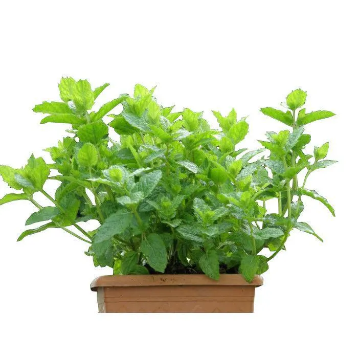 Mentha spicata 'Maroccan'