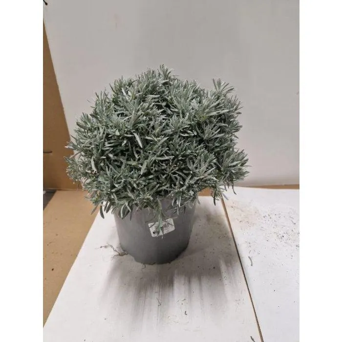 Kerrieplant
