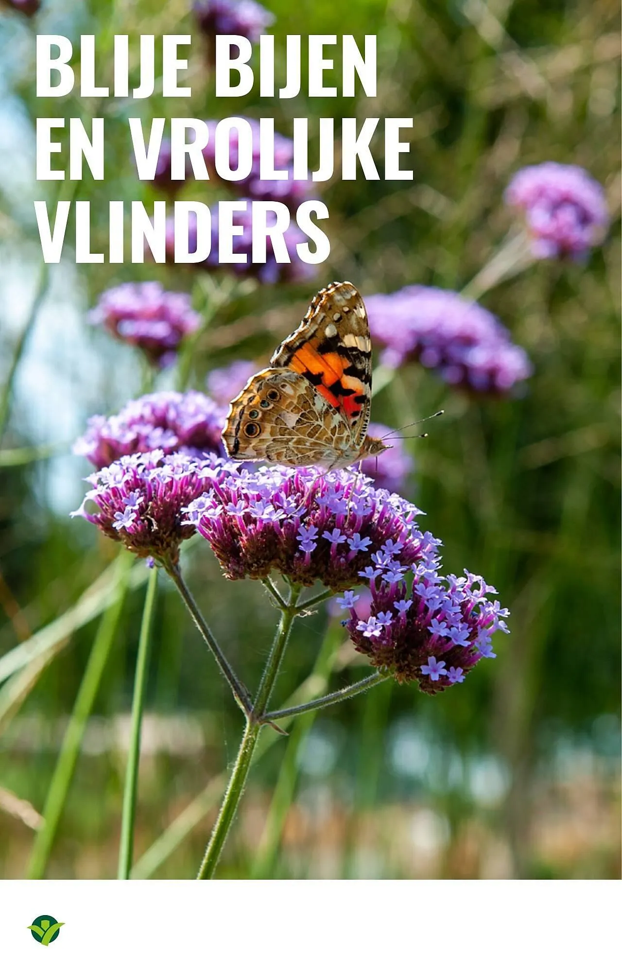 GroenRijk folder van 30 juli tot 12 augustus 2025 - Folder pagina 13