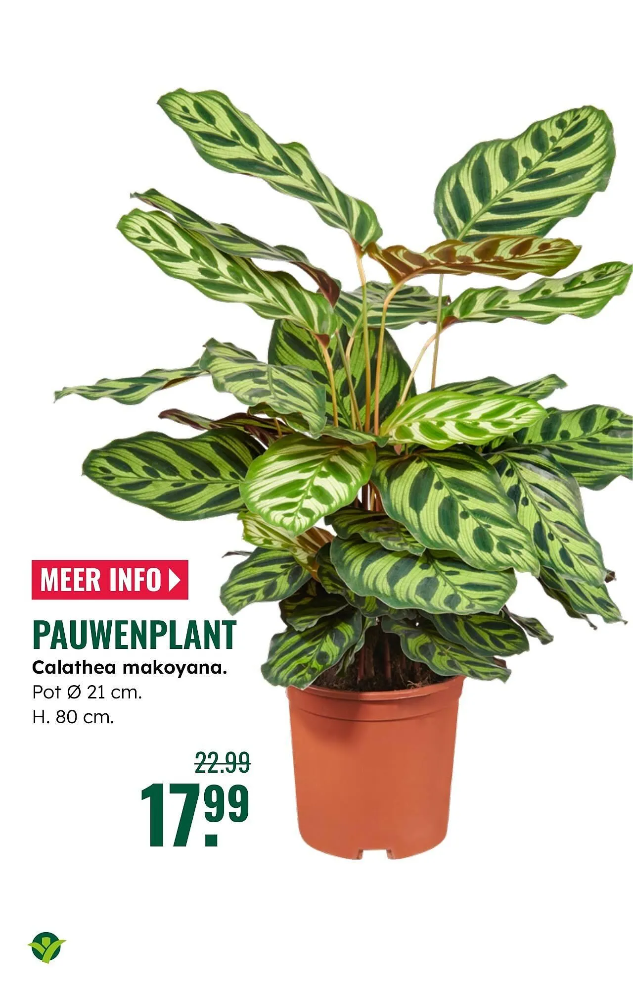 GroenRijk folder van 5 november tot 11 november 2025 - Folder pagina 19