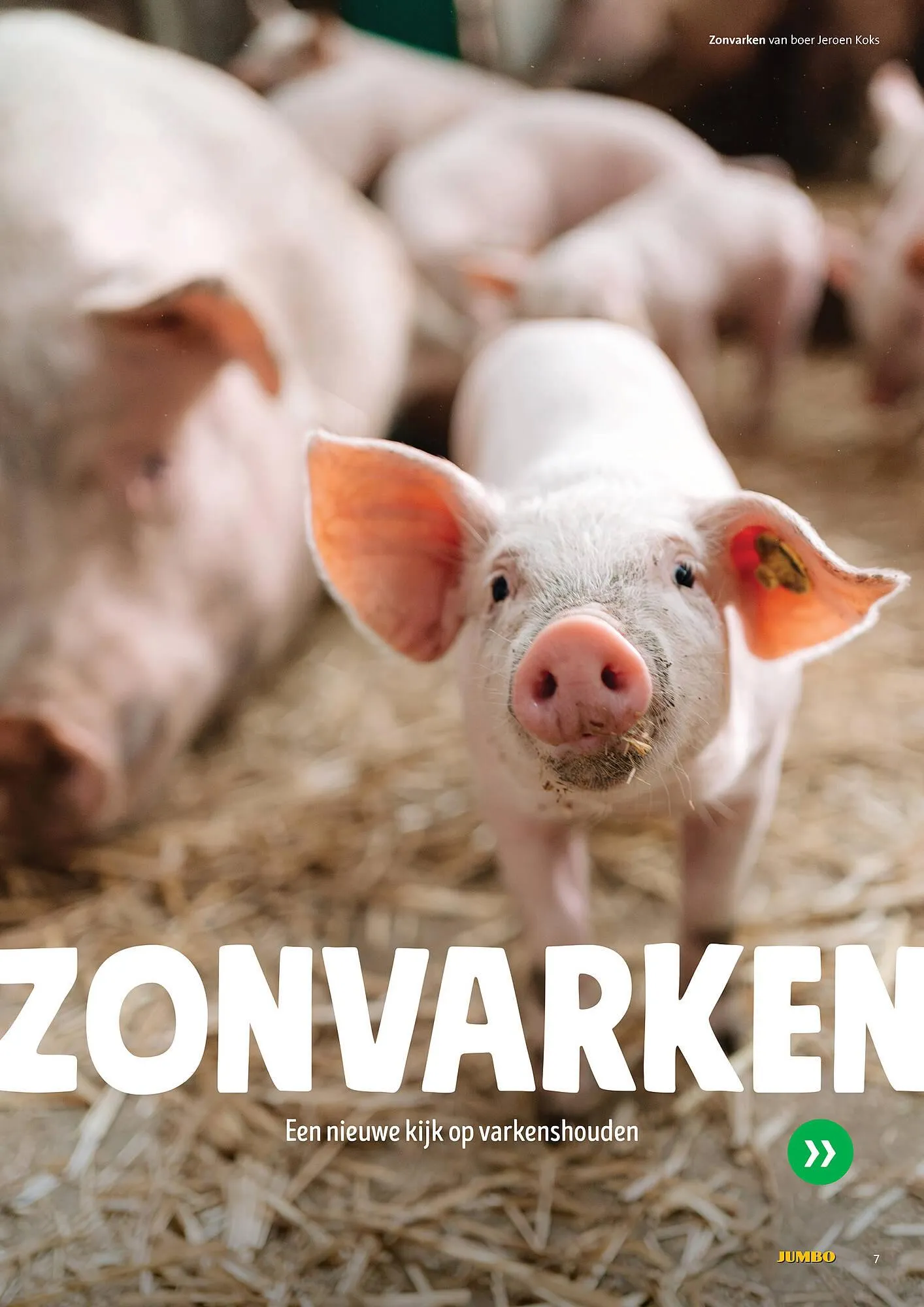 Jumbo folder van 30 juni tot 7 juli 2025 - Folder pagina 7