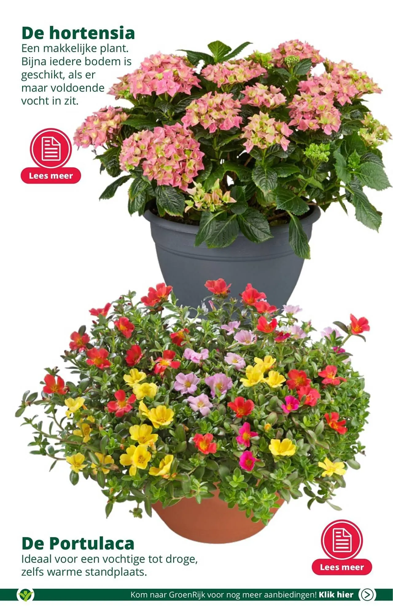 GroenRijk folder van 23 augustus tot 29 augustus 2023 - Folder pagina 5