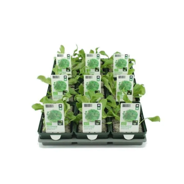 IJsbergsla BIO - Groen