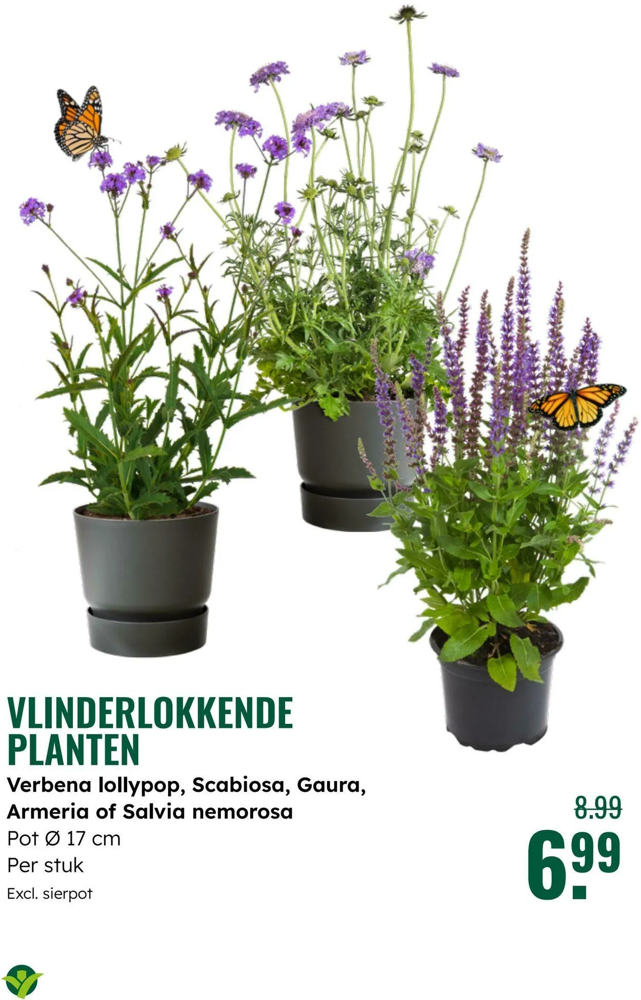 GroenRijk Actuele folder van 8 juli tot 22 juli 2025 - Folder pagina 8