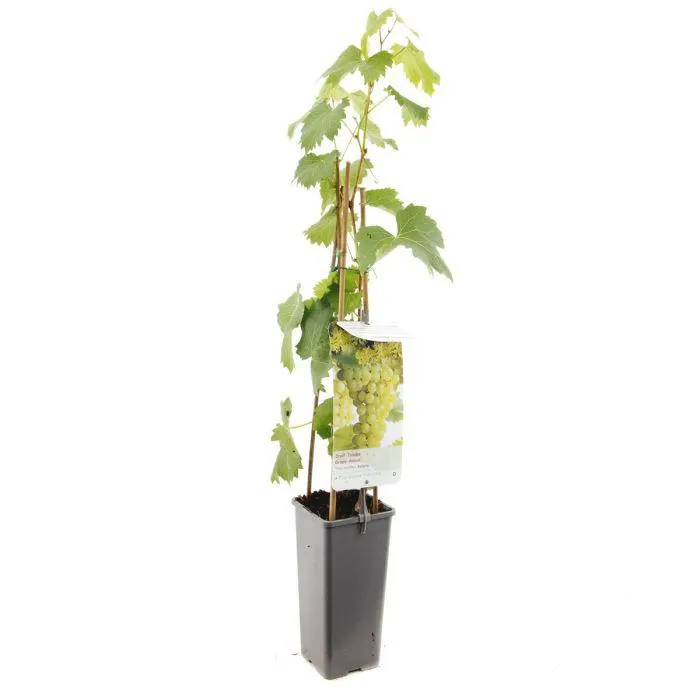 Vitis vinifera Solaris