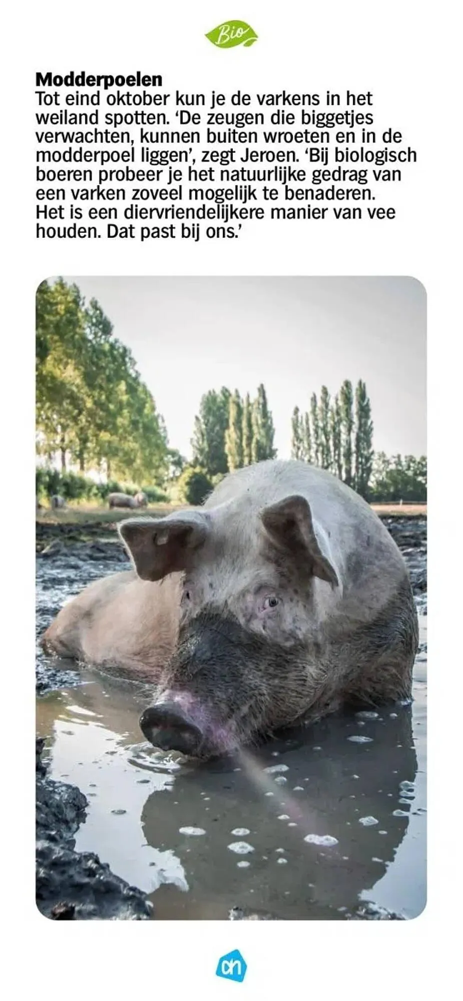 Albert Heijn folder van 24 april tot 7 september 2025 - Folder pagina 37