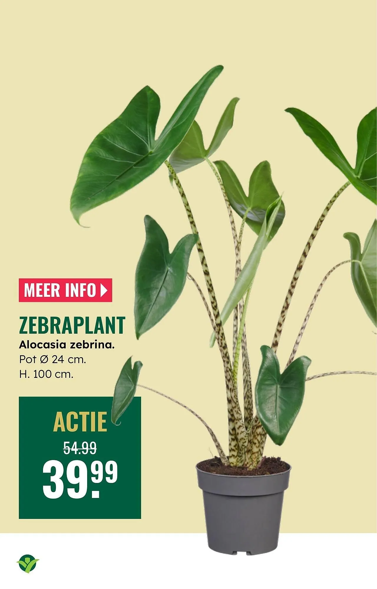 GroenRijk folder van 12 februari tot 18 februari 2026 - Folder pagina 12