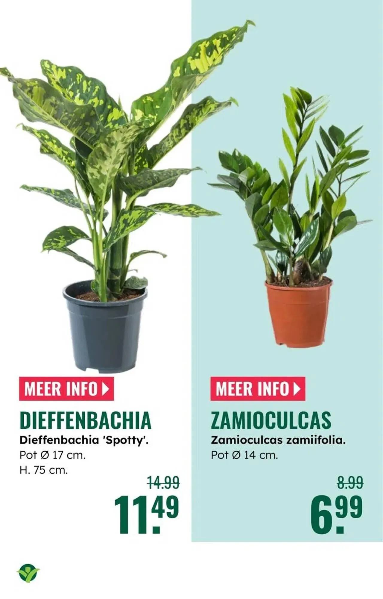 GroenRijk folder van 30 december tot 7 januari 2026 - Folder pagina 10