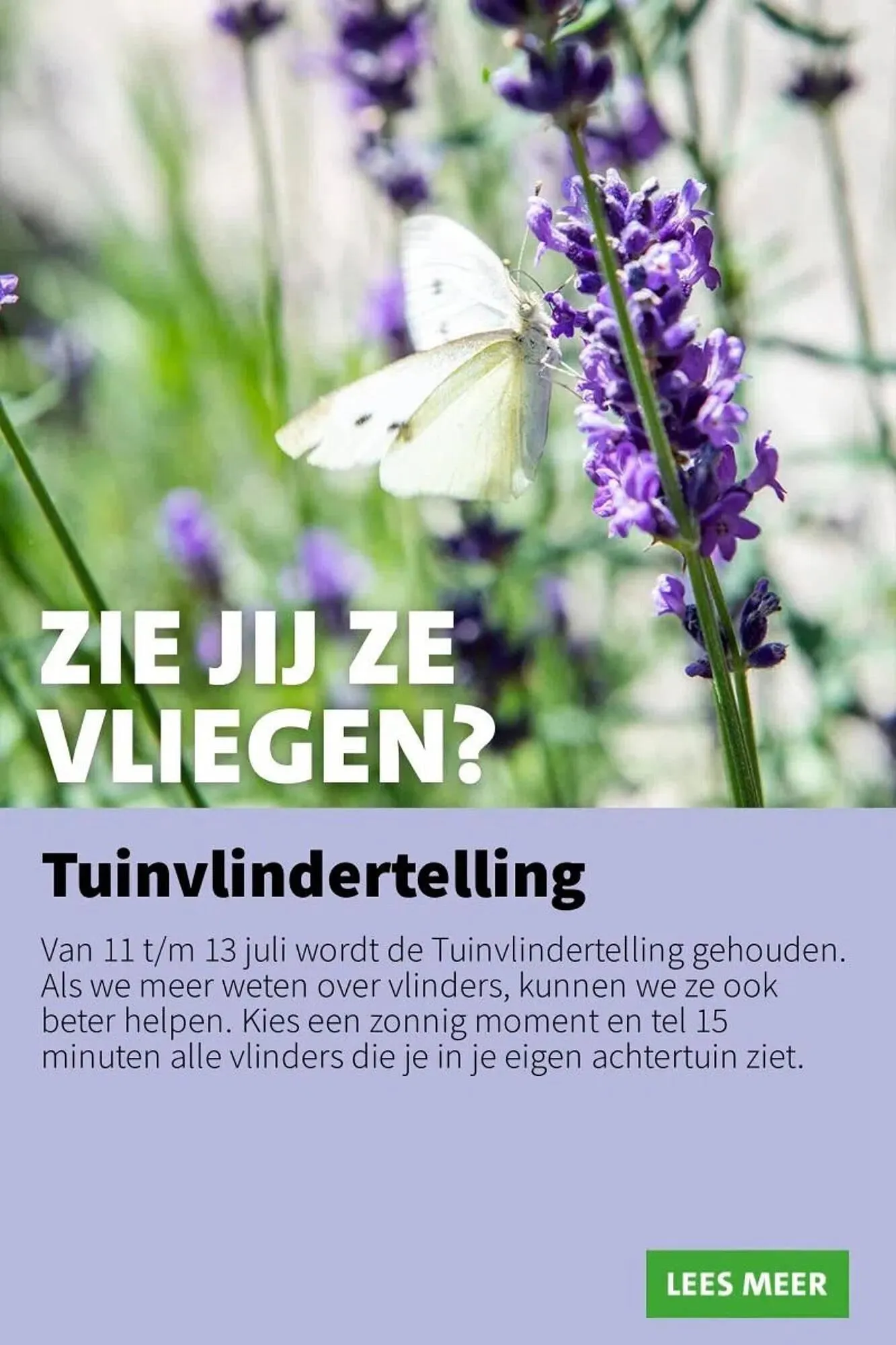 Intratuin folder van 7 juli tot 13 juli 2025 - Folder pagina 4