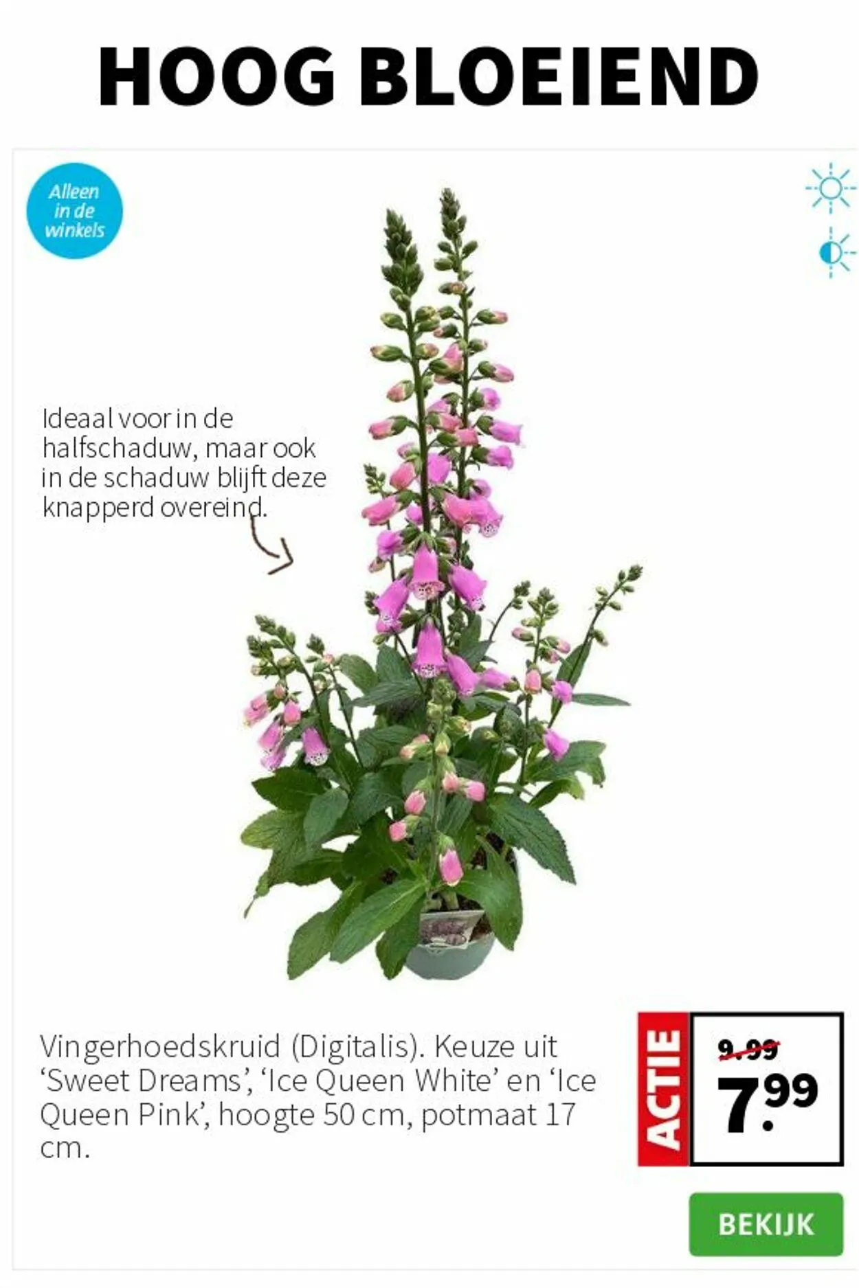 Intratuin Actuele folder van 17 augustus tot 31 augustus 2025 - Folder pagina 4