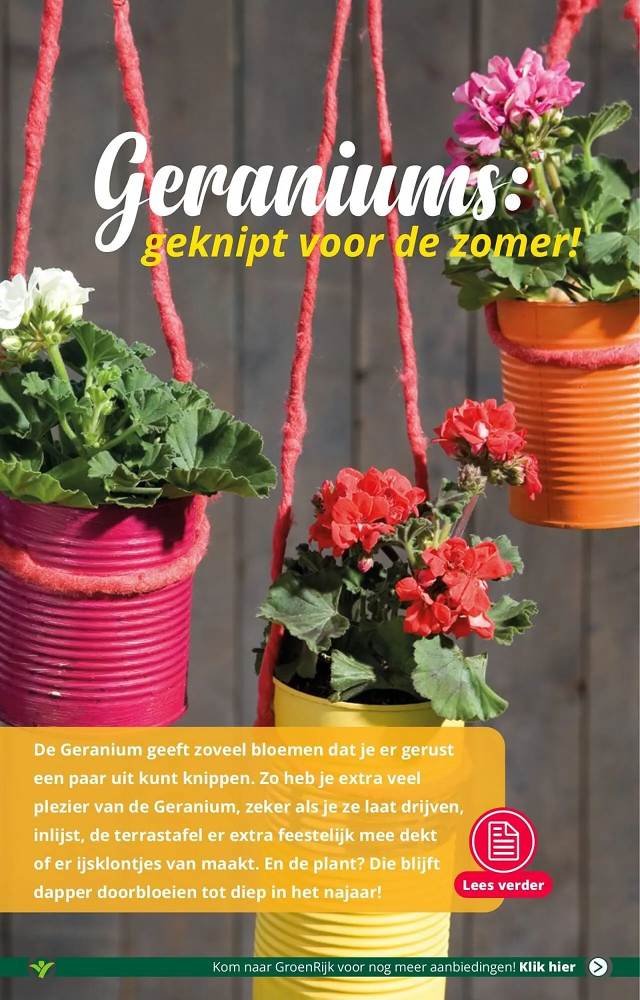 GroenRijk folder van 18 juli tot 25 juli 2023 - Folder pagina 8