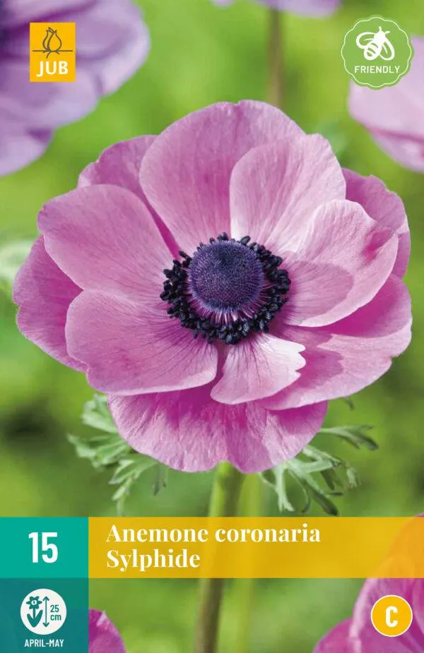 15 ANEMONE CORONARIA SYLPHIDE 5/6