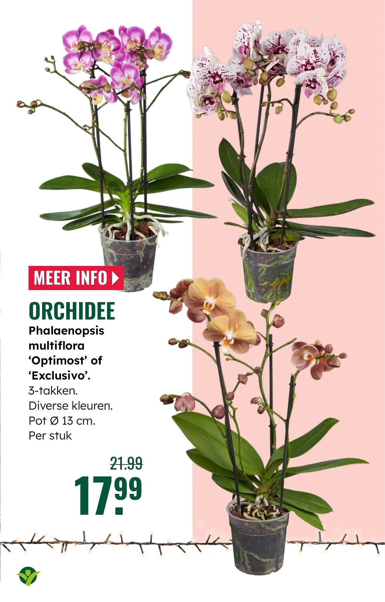 GroenRijk folder van 19 november tot 25 november 2025 - Folder pagina 3