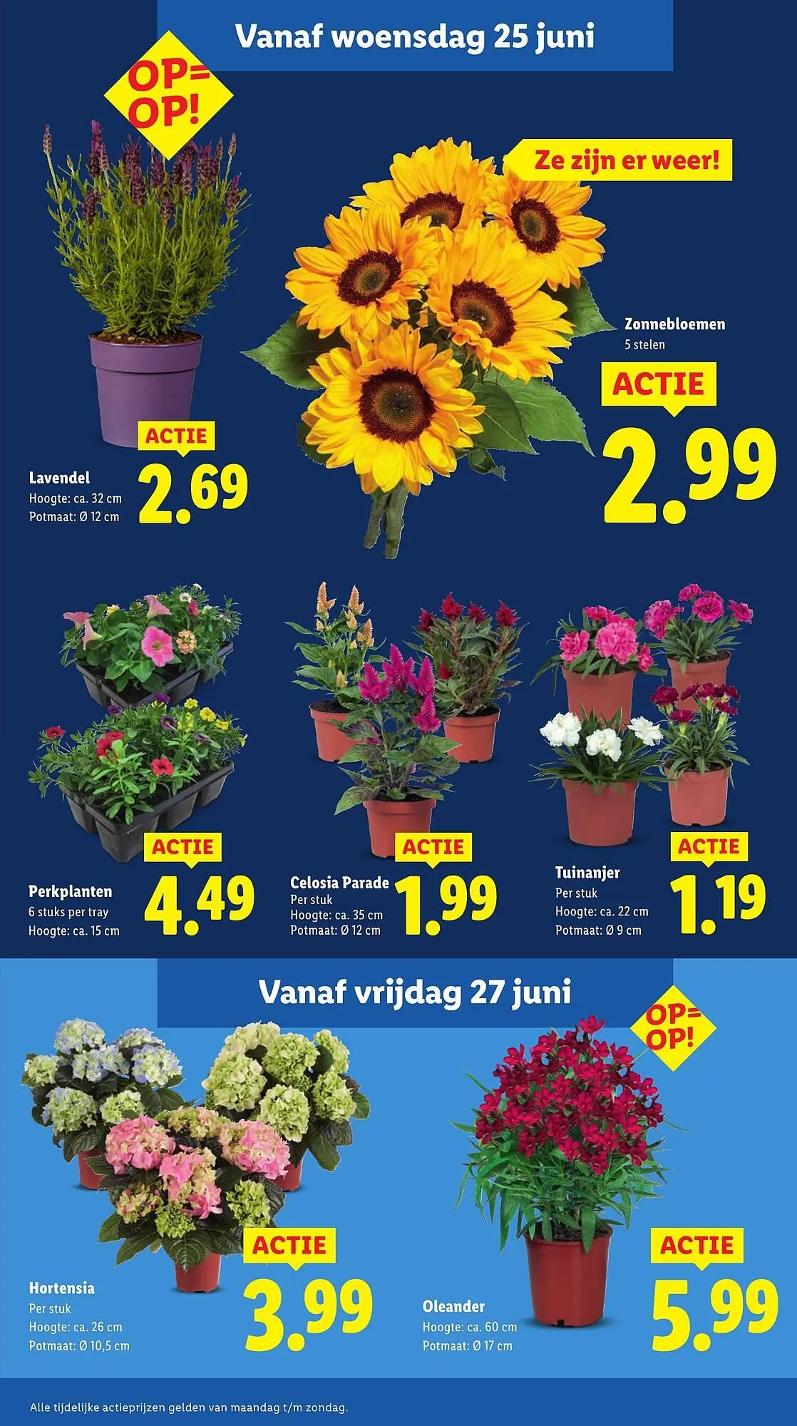 Lidl folder van 23 juni tot 29 juni 2025 - Folder pagina 12