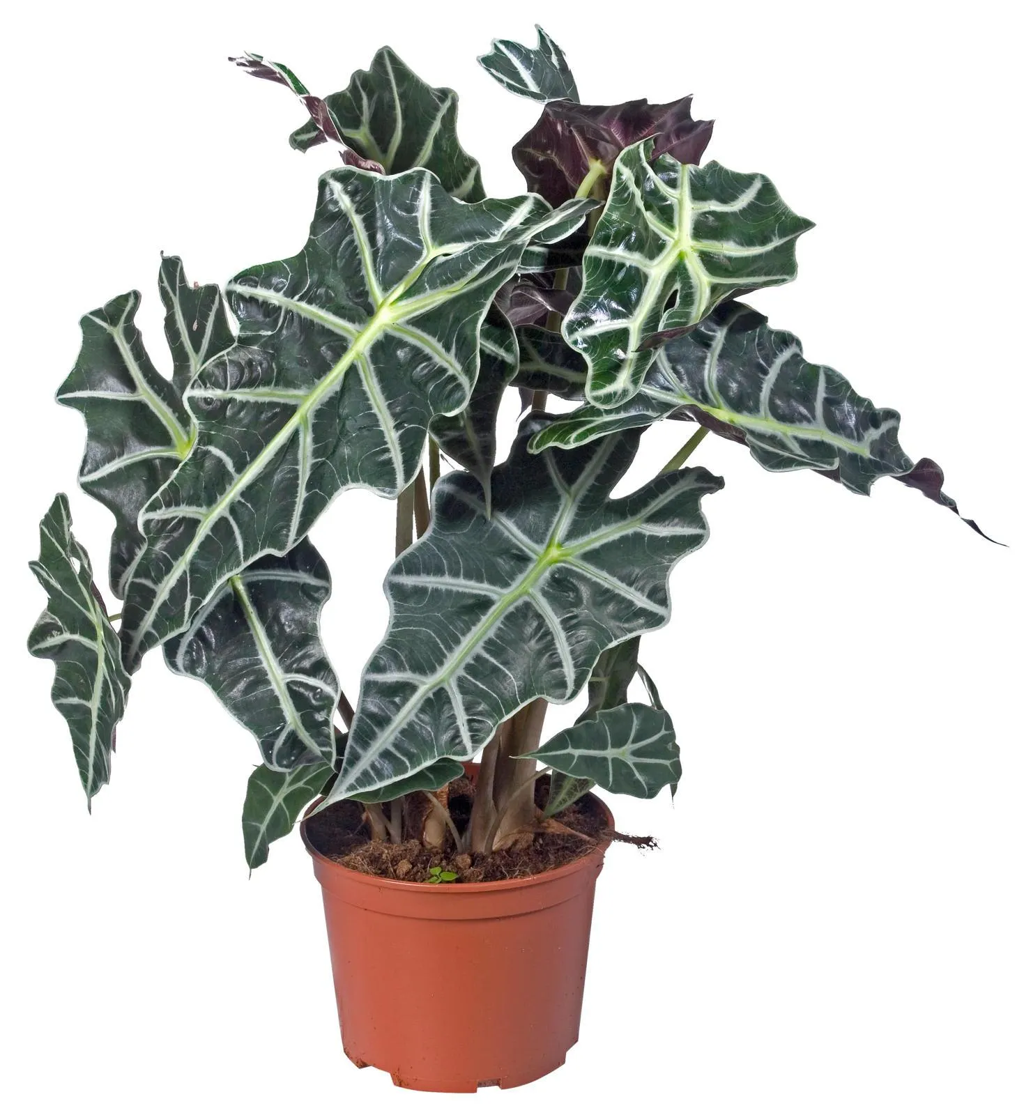 alocasia polly potmaat 17 cm