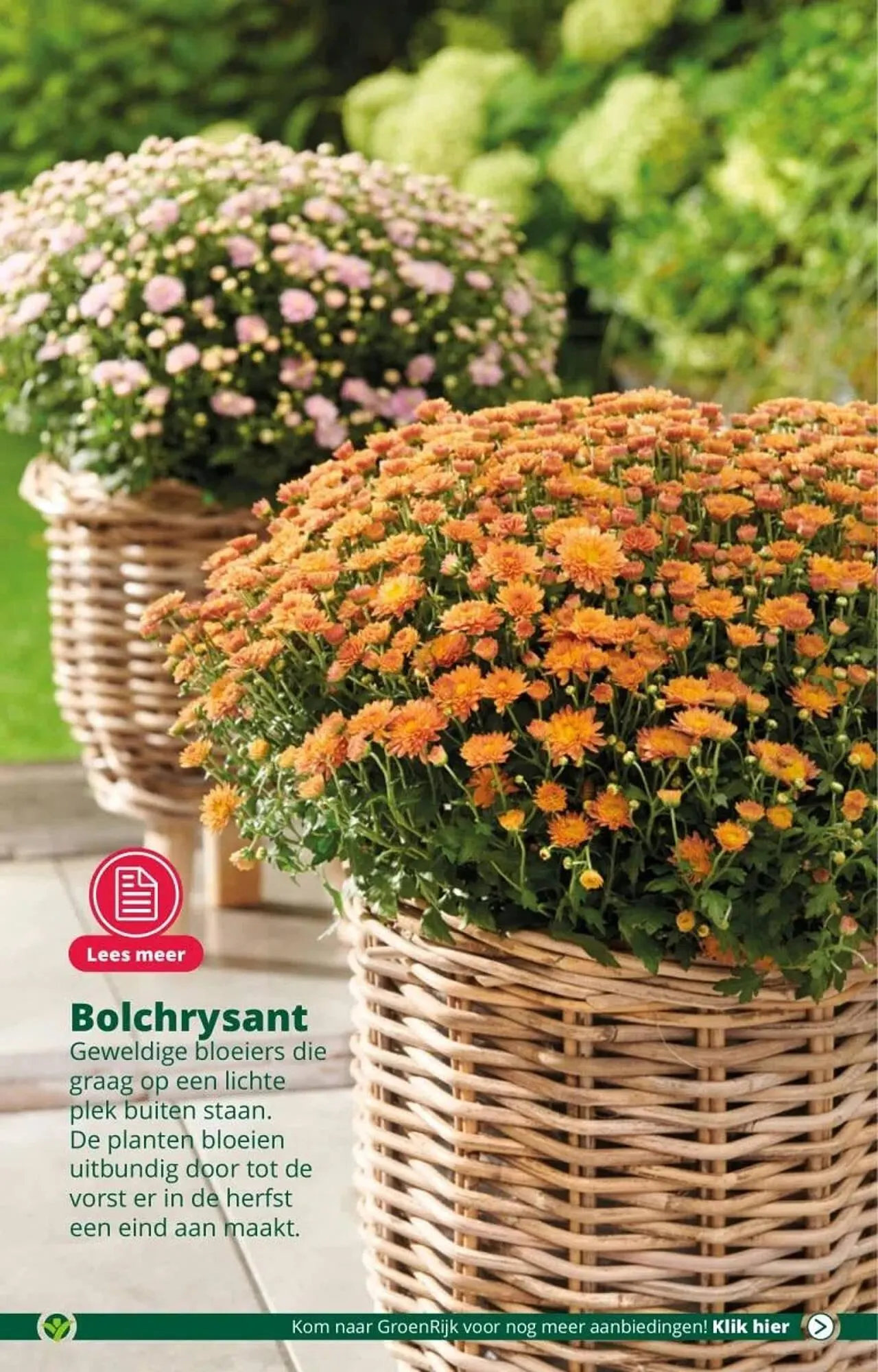 GroenRijk folder van 6 september tot 12 september 2023 - Folder pagina 5