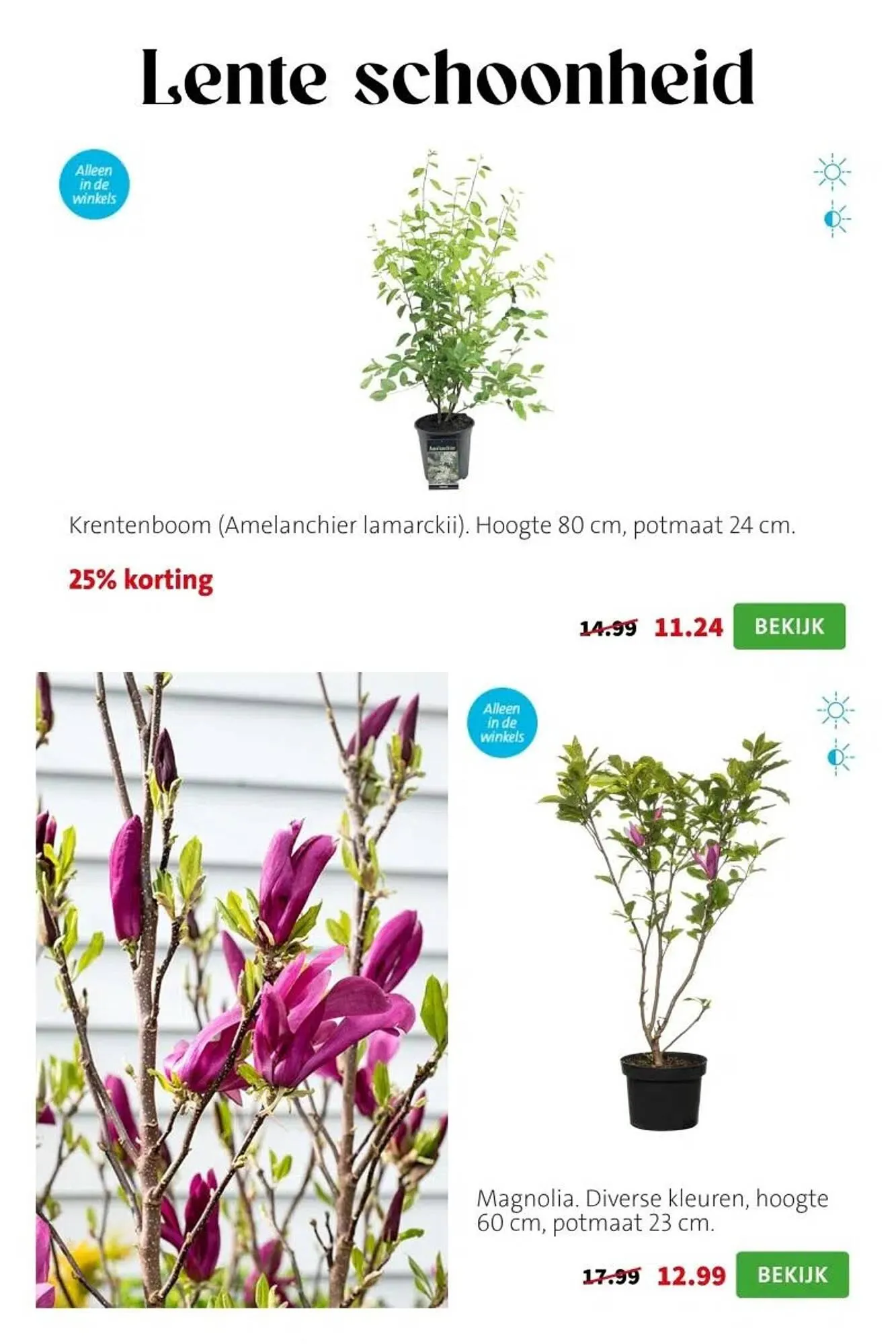 Intratuin folder van 9 maart tot 15 maart 2026 - Folder pagina 4