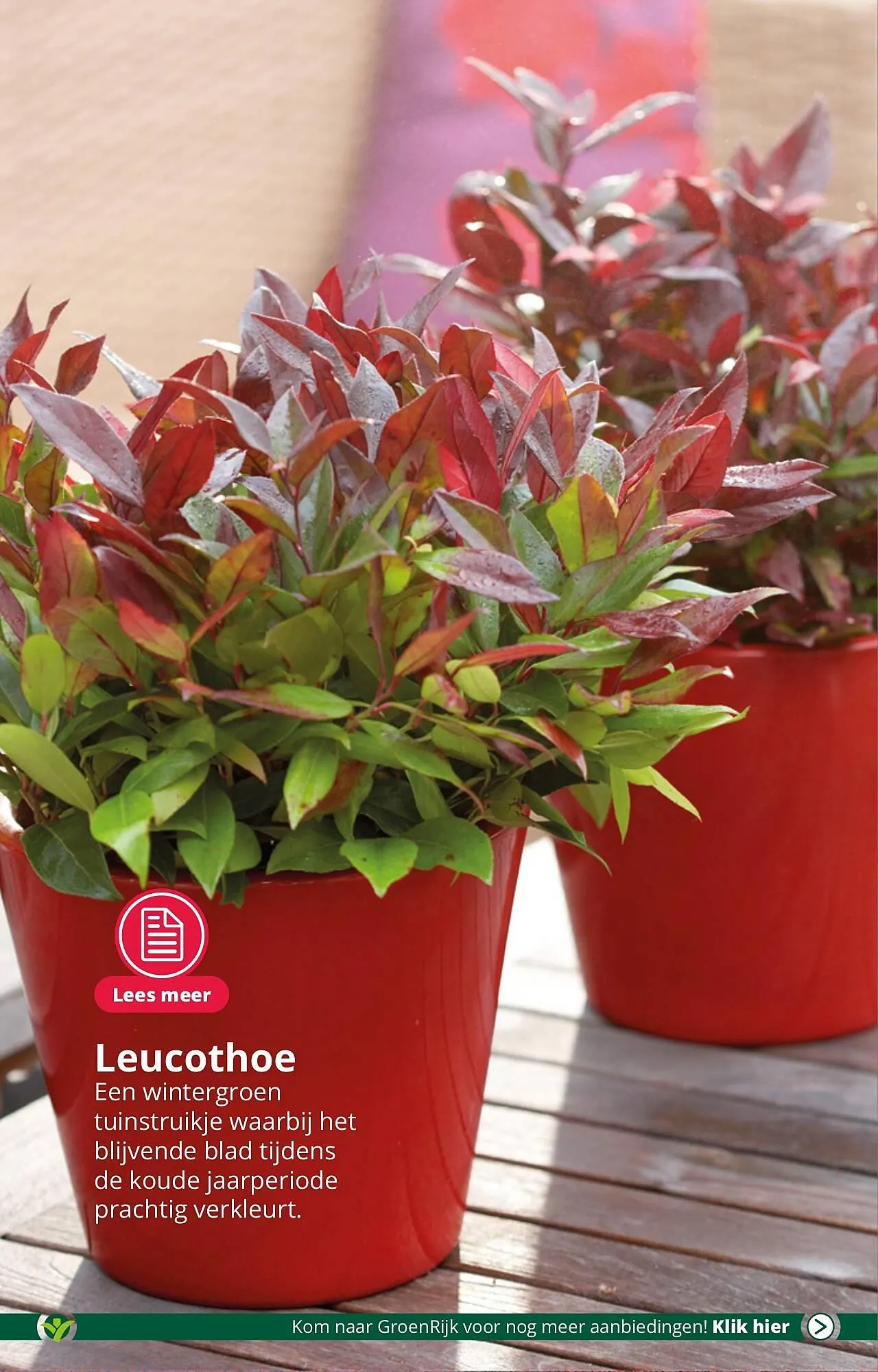 GroenRijk folder van 19 september tot 26 september 2023 - Folder pagina 5