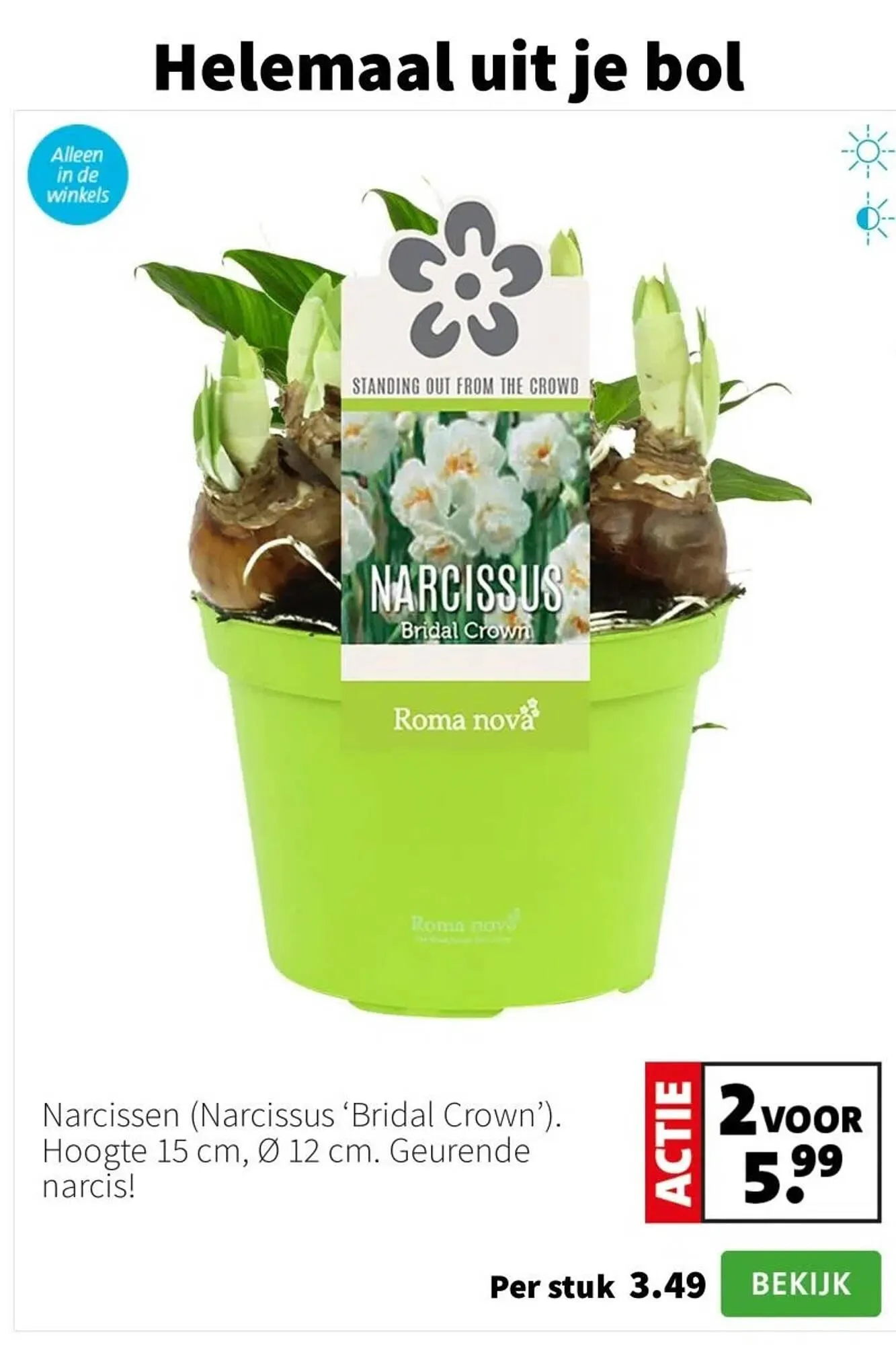 Intratuin folder van 12 januari tot 18 januari 2026 - Folder pagina 6