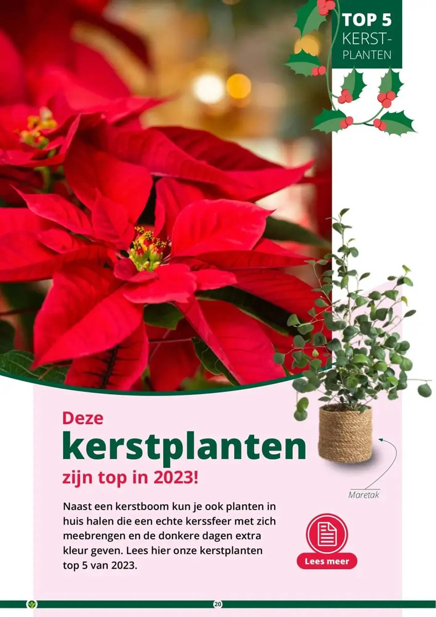 GroenRijk folder van 1 november tot 26 december 2023 - Folder pagina 20