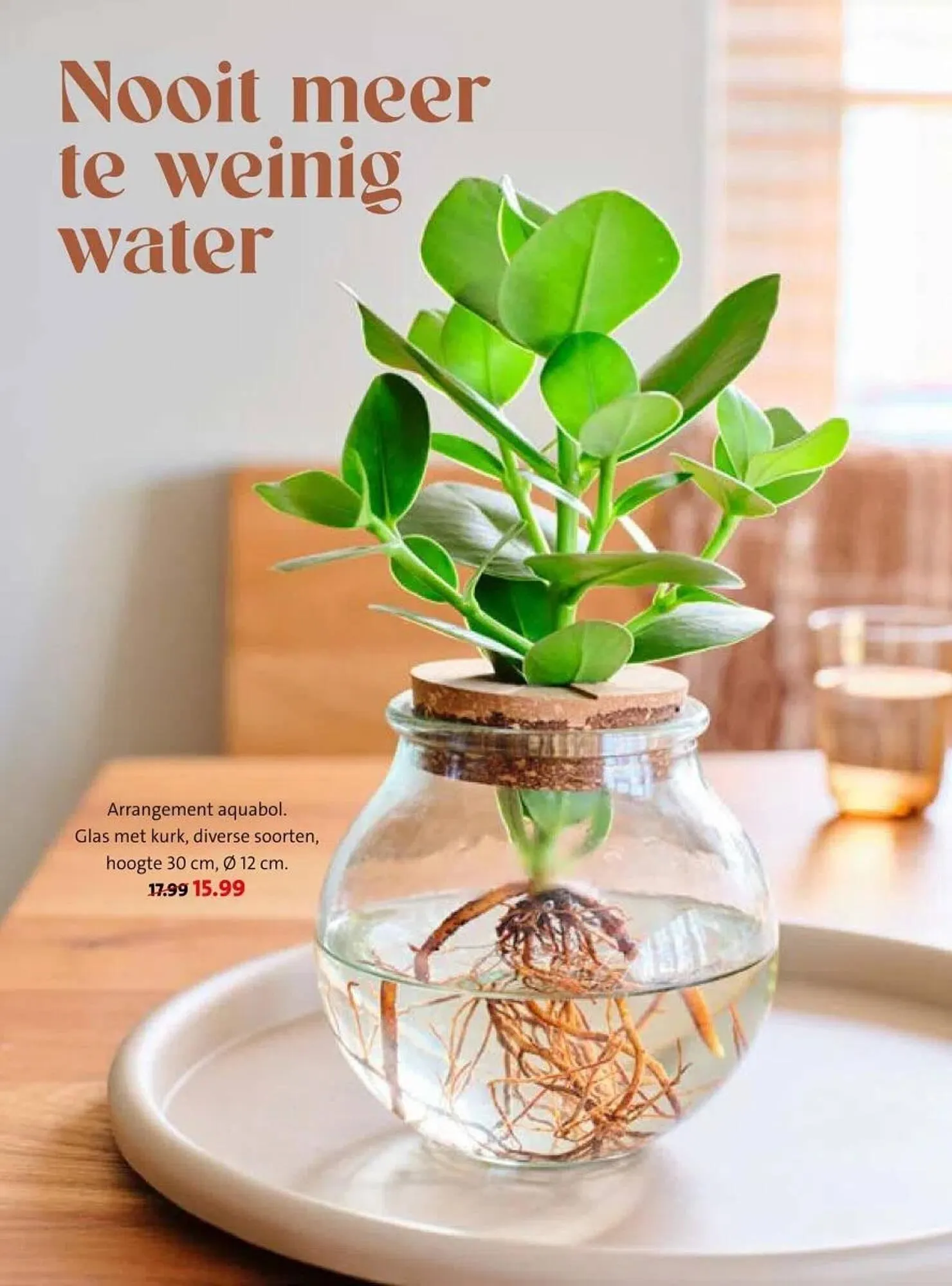 Intratuin folder van 16 februari tot 22 februari 2026 - Folder pagina 26