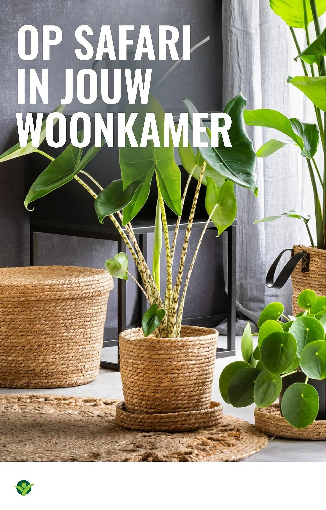 GroenRijk folder van 12 februari tot 18 februari 2026 - Folder pagina 11