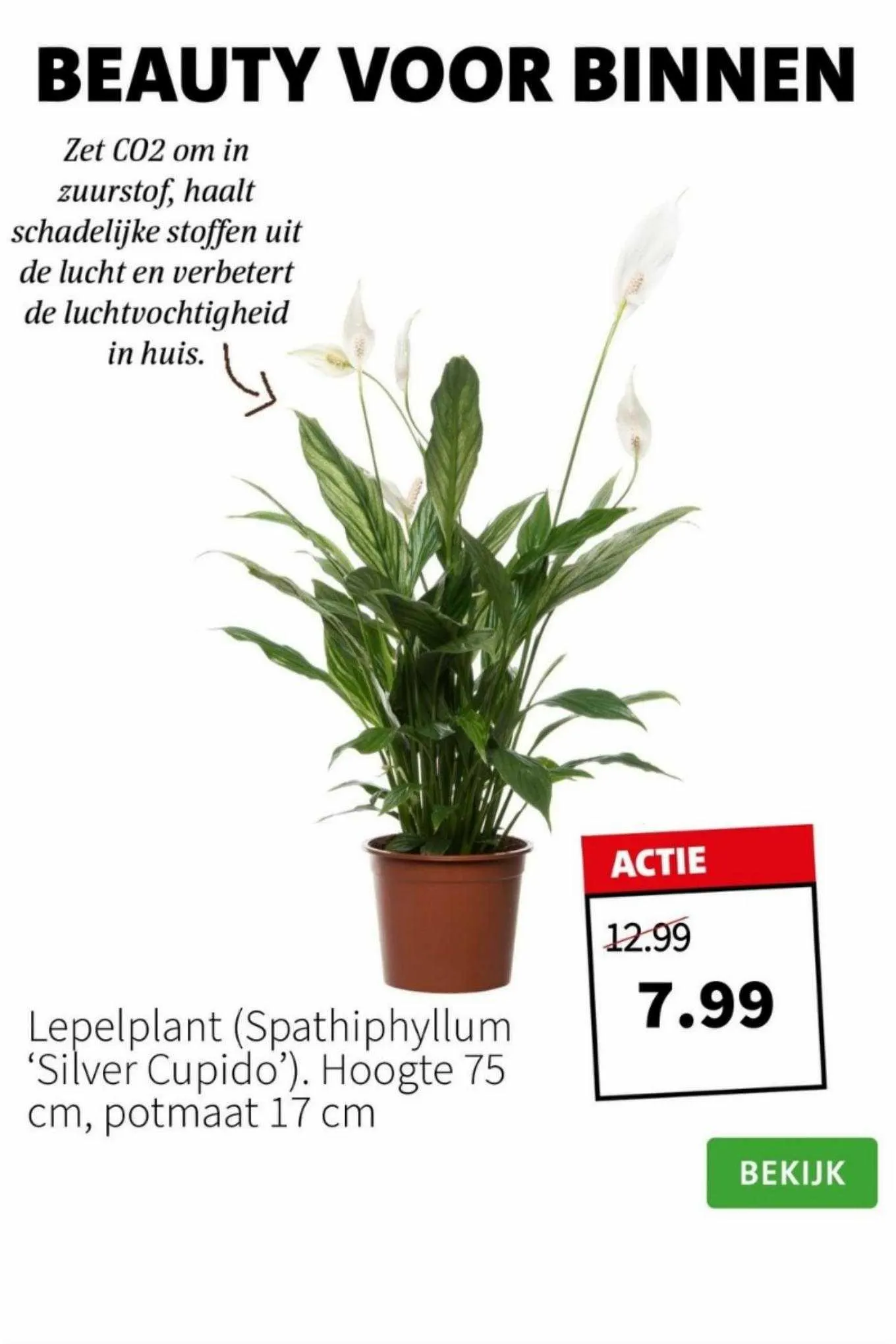 Intratuin Folder van 28 augustus tot 30 augustus 2023 - folder pagina 2