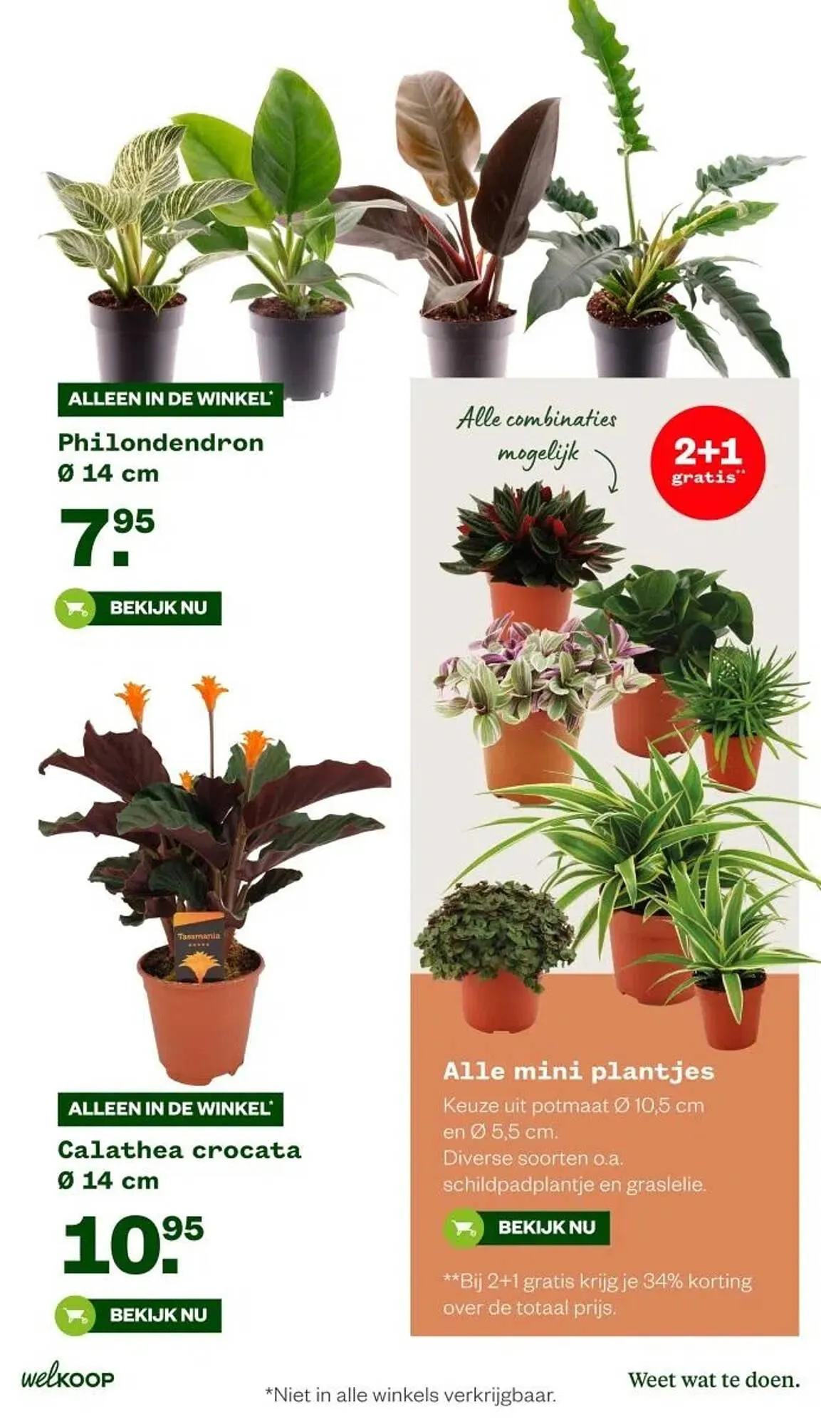 Welkoop folder van 27 oktober tot 2 november 2025 - Folder pagina 13