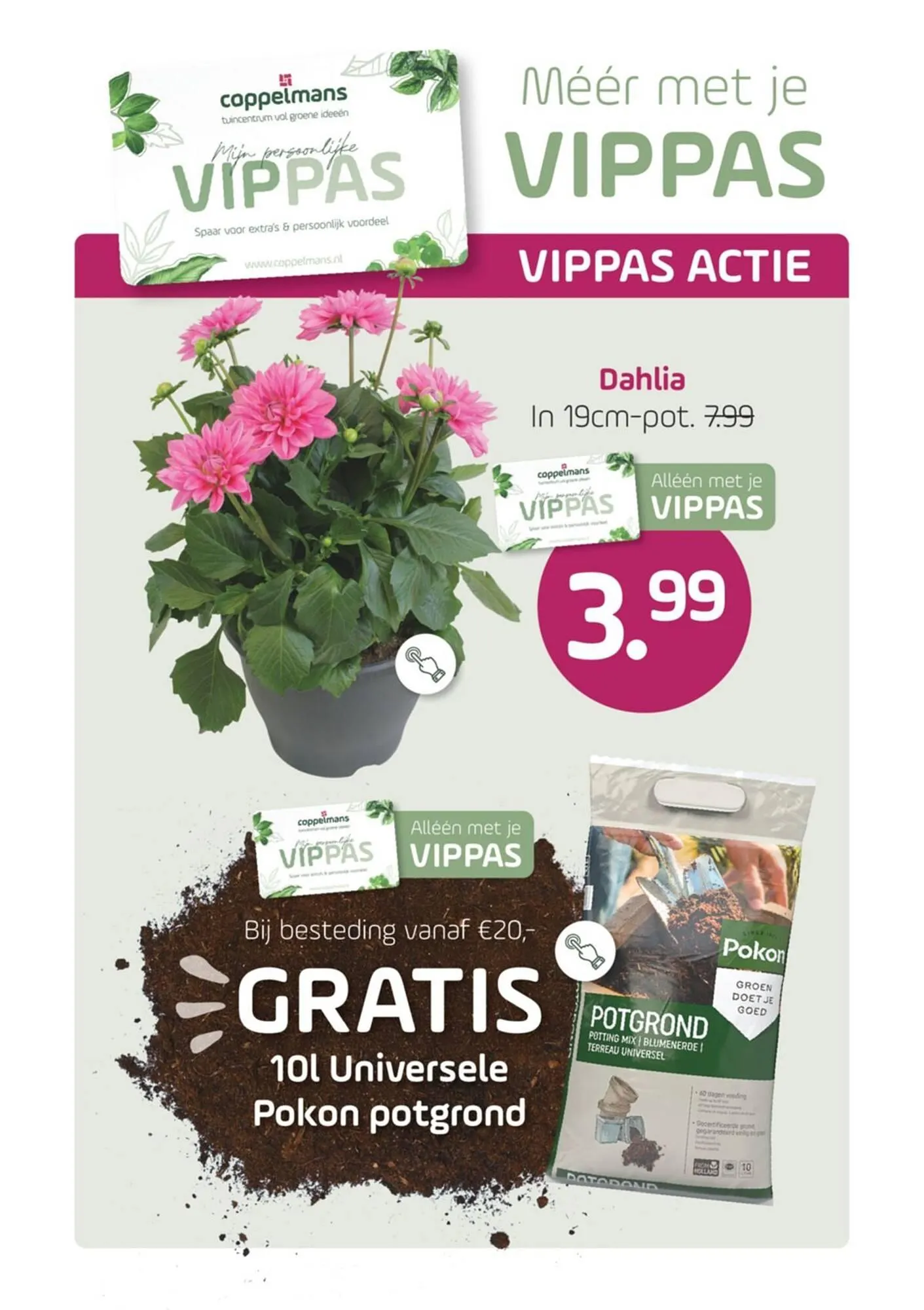 Coppelmans folder van 11 juni tot 22 juni 2025 - Folder pagina 2