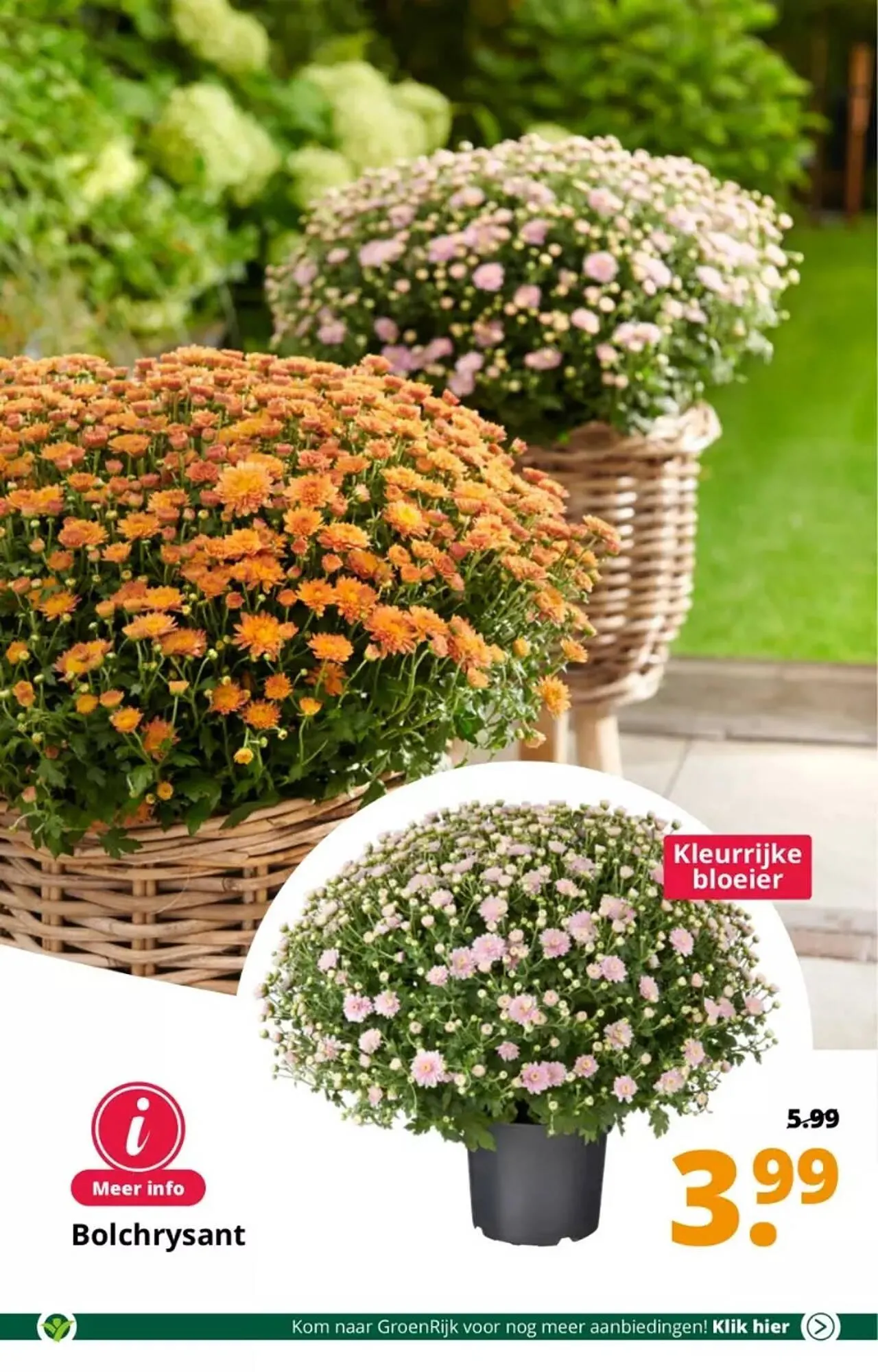 GroenRijk folder van 30 augustus tot 5 september 2023 - Folder pagina 6