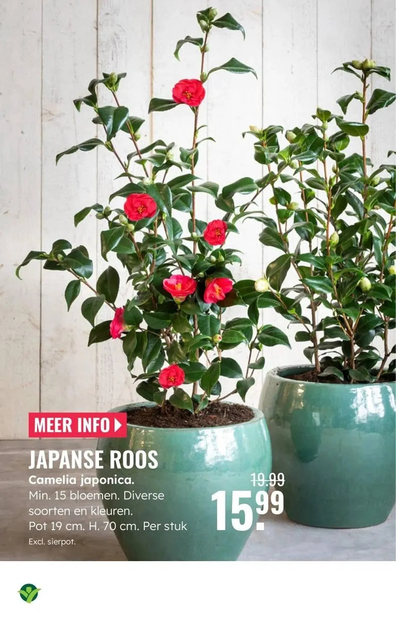 GroenRijk folder van 5 maart tot 11 maart 2026 - Folder pagina 12