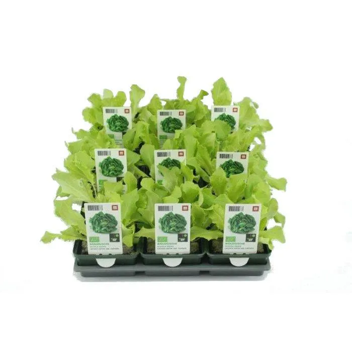 Glassla BIO - Groen