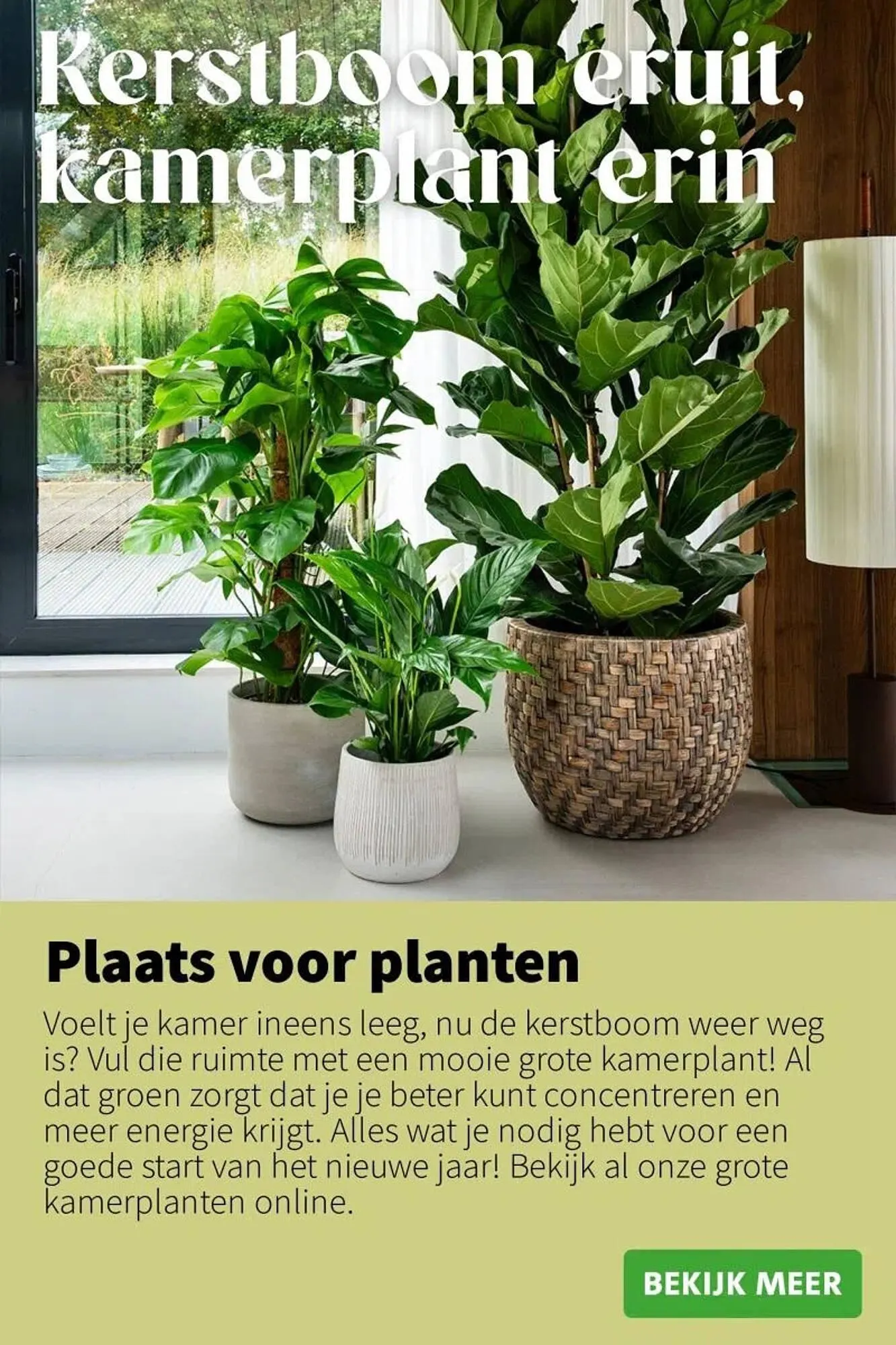 Intratuin folder van 5 januari tot 11 januari 2026 - Folder pagina 6