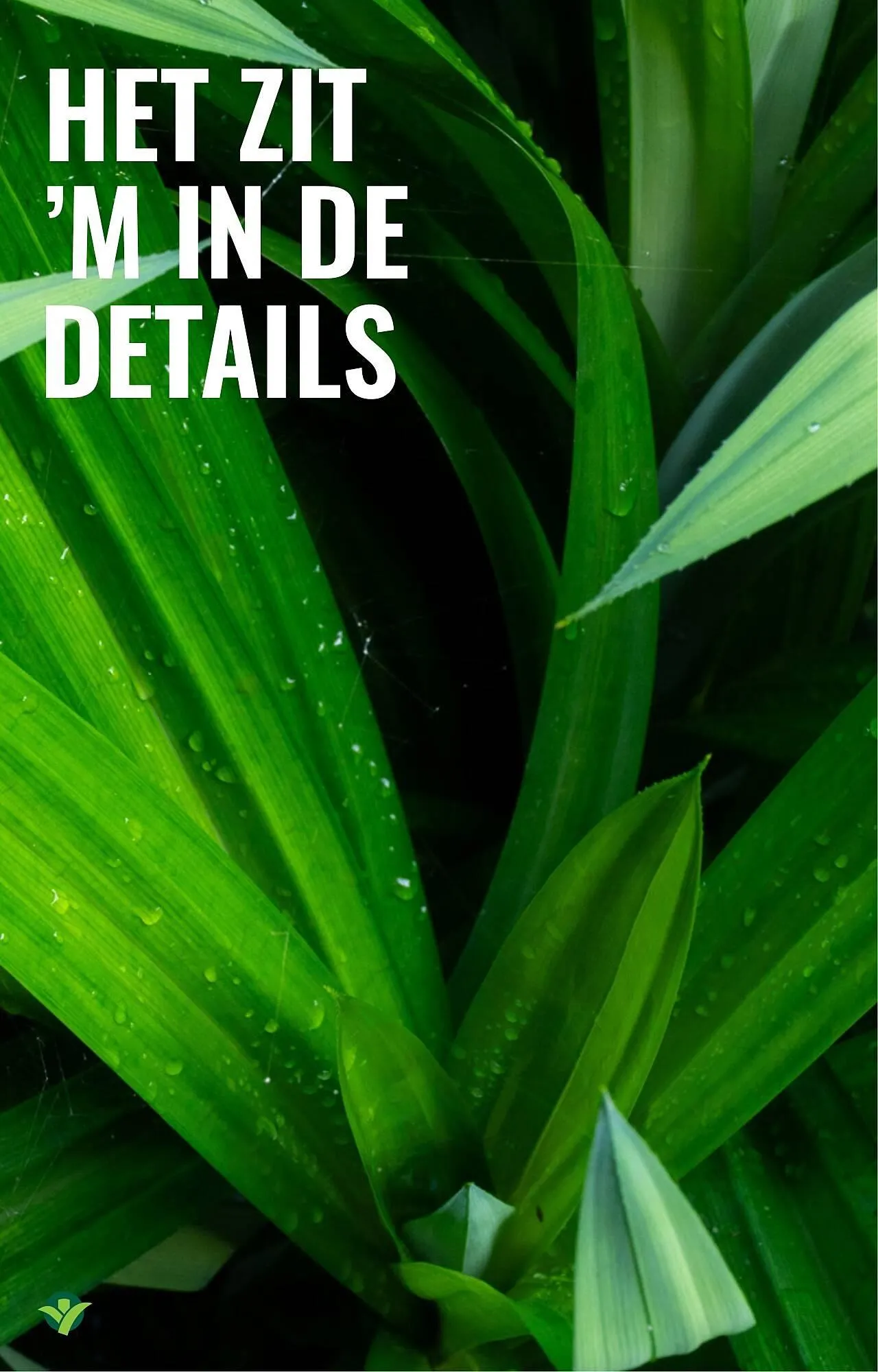 GroenRijk folder van 12 februari tot 18 februari 2026 - Folder pagina 7