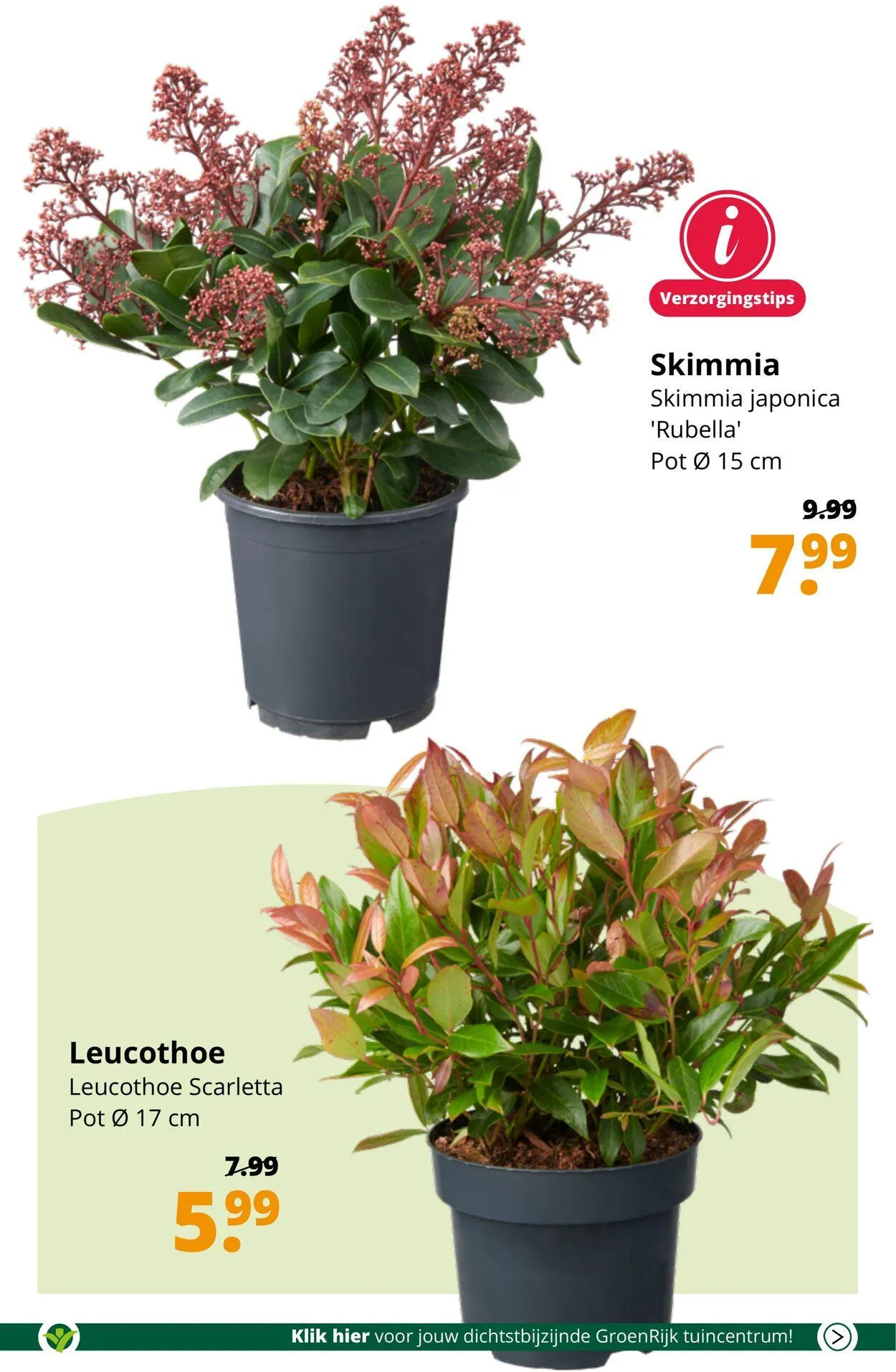 GroenRijk Actuele folder van 21 januari tot 4 februari 2025 - Folder pagina 10