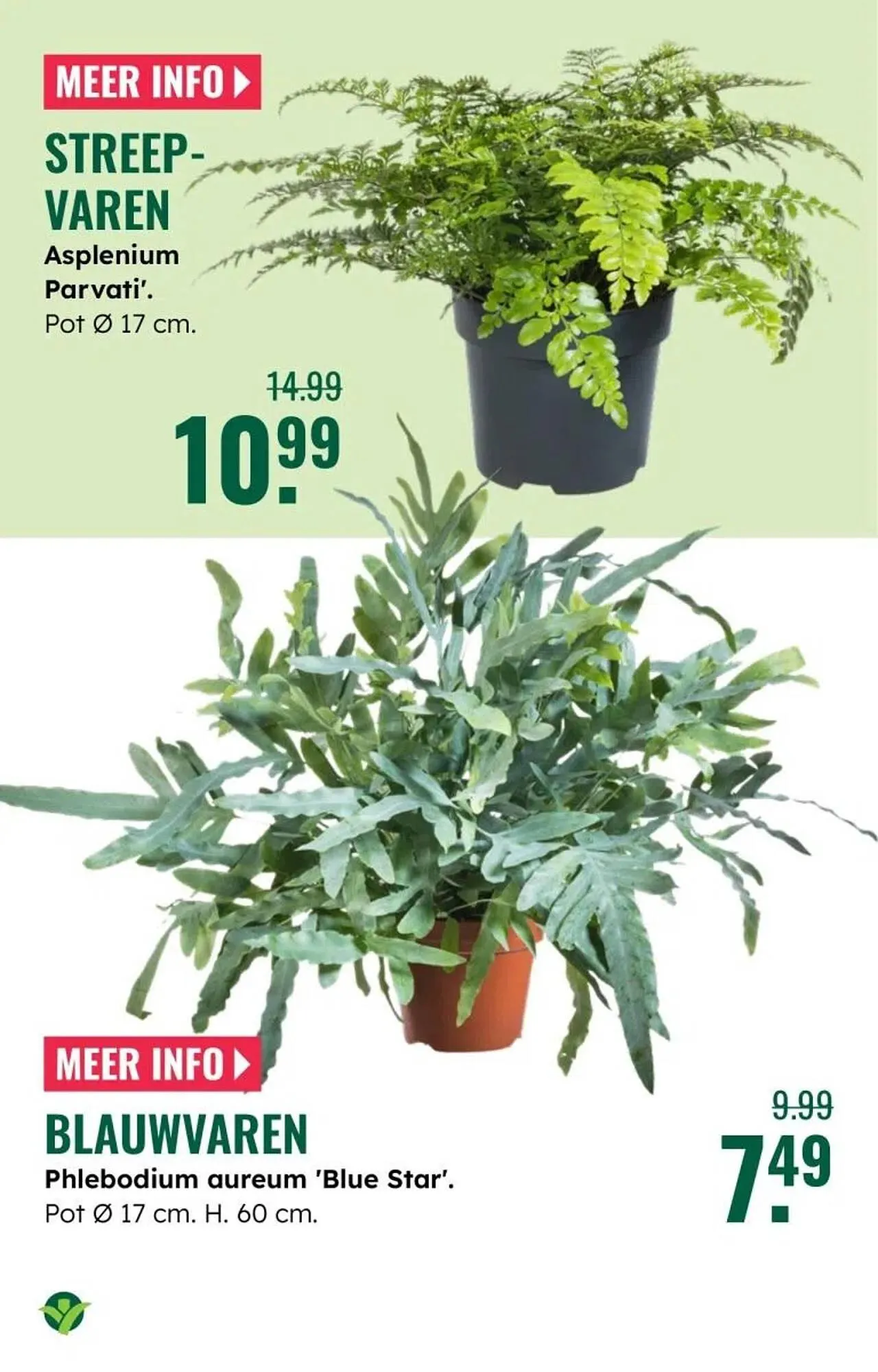 GroenRijk folder van 30 december tot 7 januari 2026 - Folder pagina 19